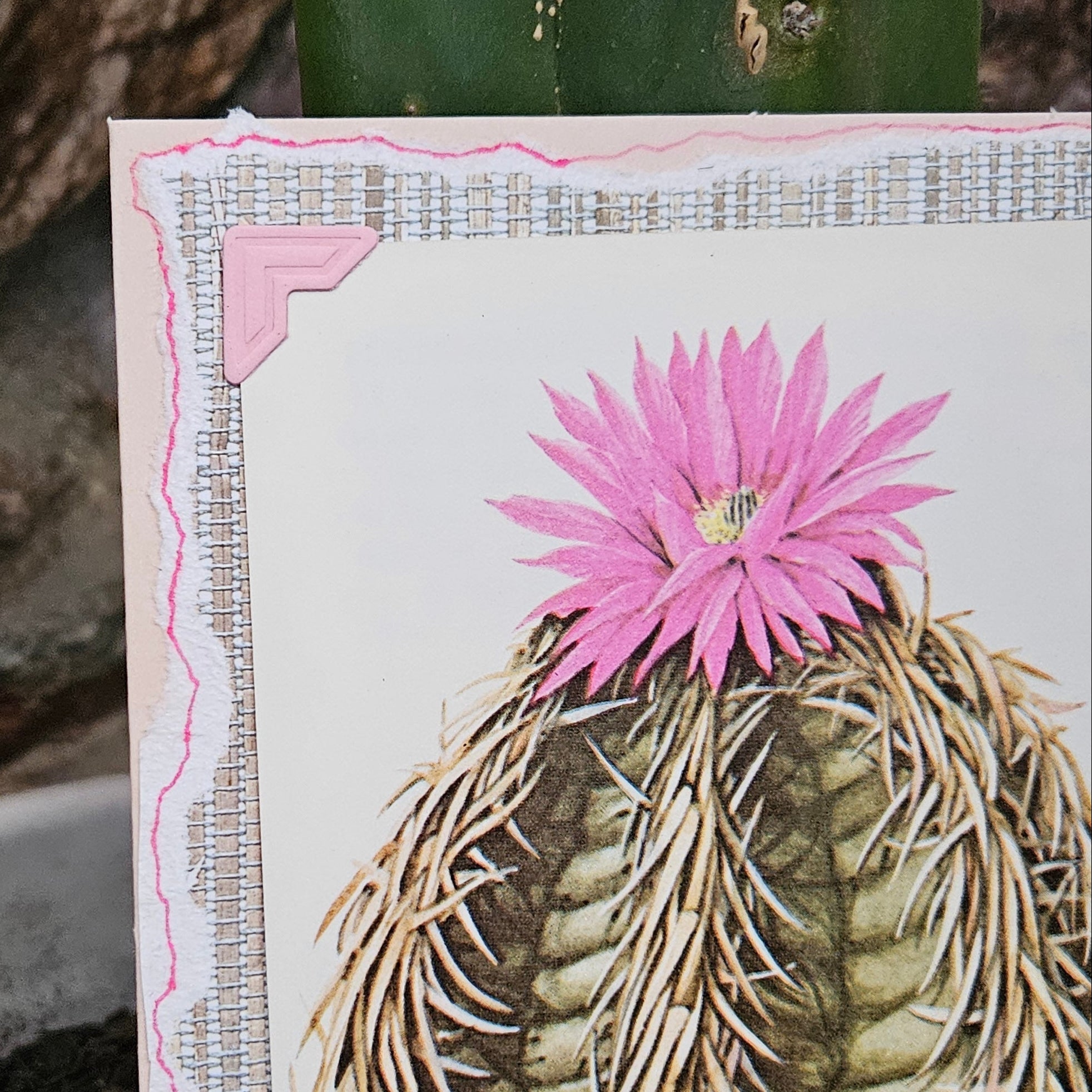 Beautifully Hand Crafted Custom Created Greeting Card Series by Diane Stegman "Eagle Claws Cactus"