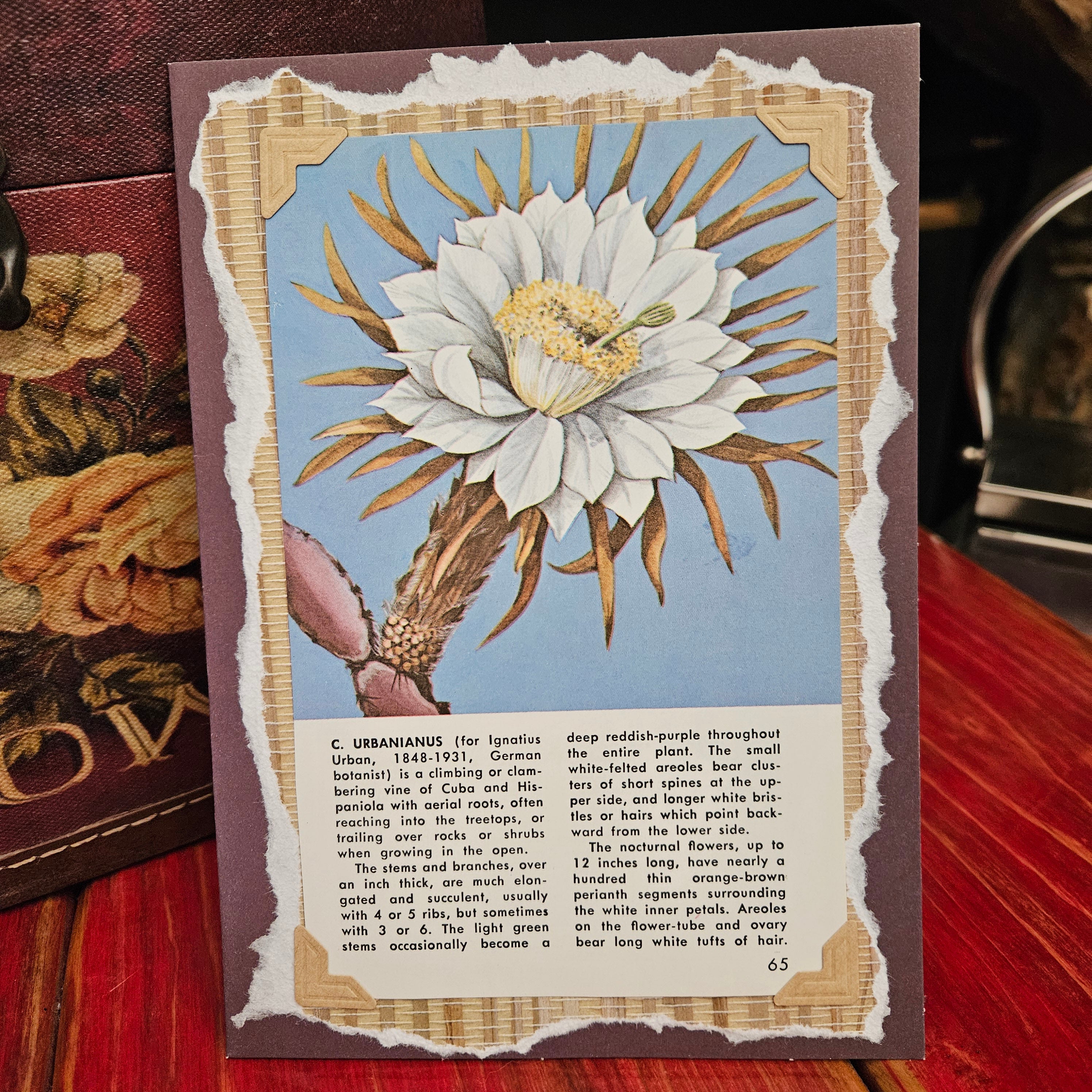 Beautifully Hand Crafted Custom Created Greeting Card Series by Diane Stegman "C. Urbanianus Cactus"