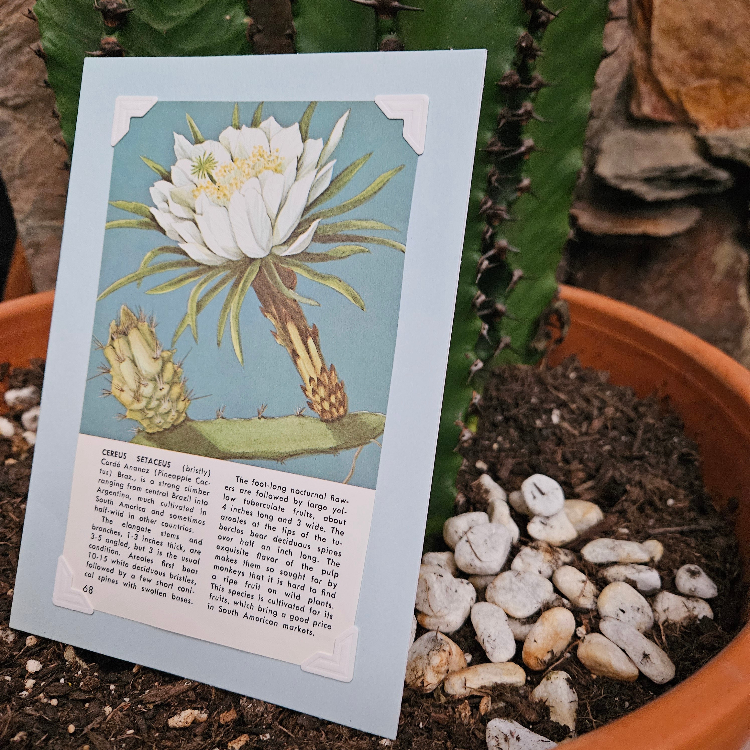 Beautifully Hand Crafted Custom Created Greeting Card Series by Diane Stegman "Pineapple Cactus"