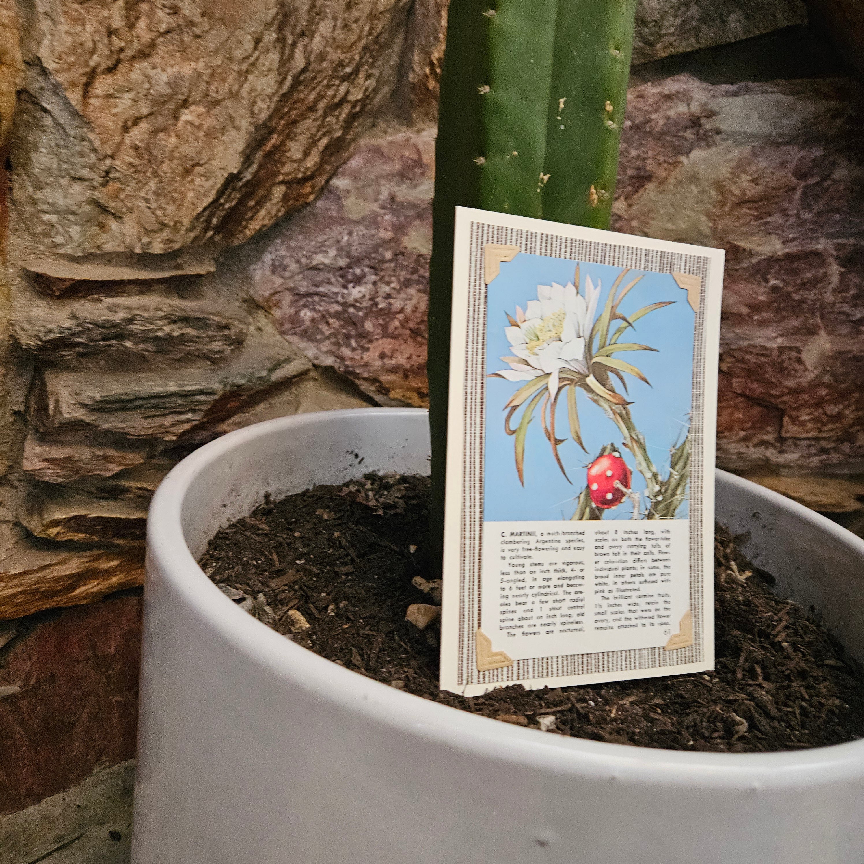 Beautifully Hand Crafted Custom Created Greeting Card Series by Diane Stegman "C. Martinii Flowering Cactus"