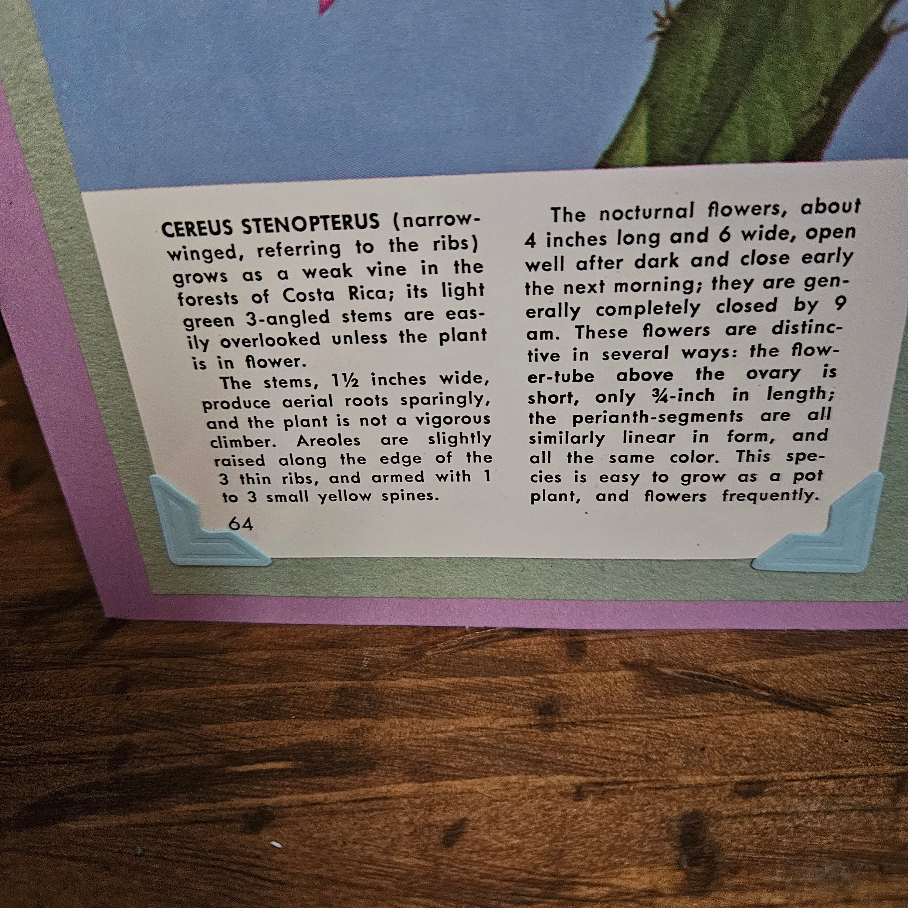 Beautifully Hand Crafted Custom Created Greeting Card Series by Diane Stegman "Cereus Stenopterus"