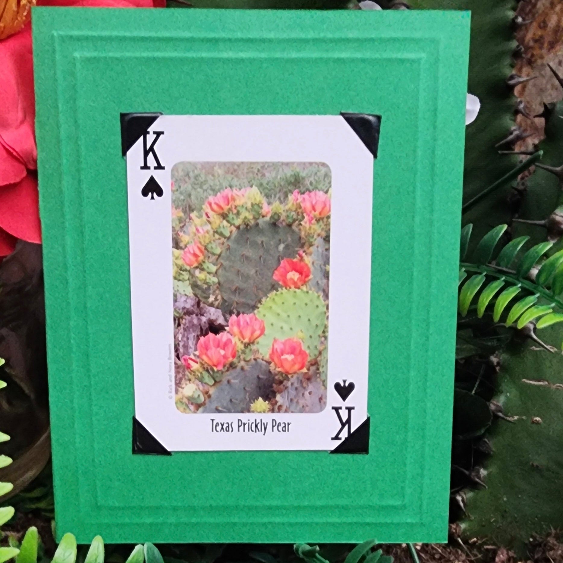 Beautifully Hand Crafted Custom Created Greeting Card Series by Diane Stegman "Texas Prickly Pear"