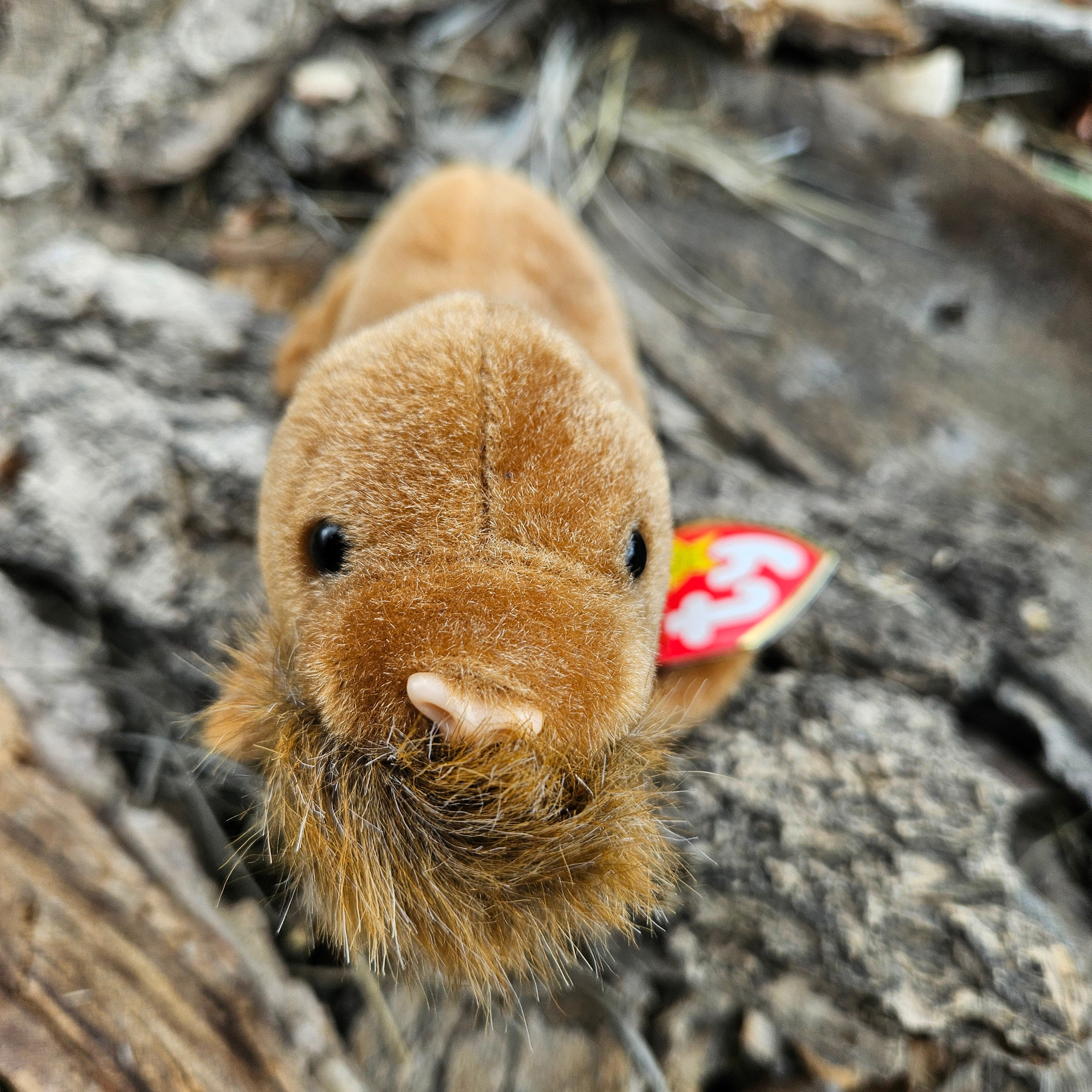 Ty Beanie Babies "Paul the Walrus"