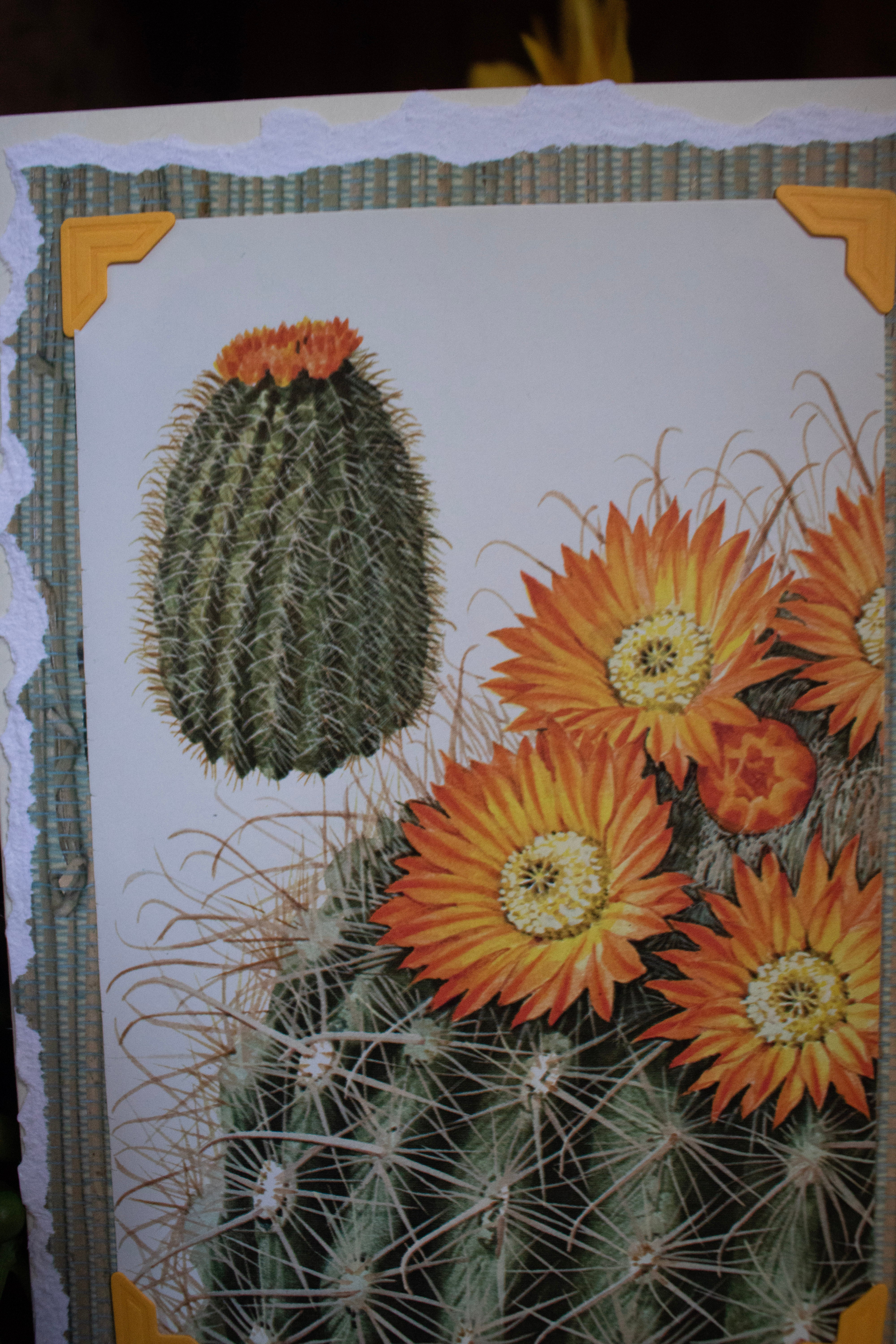 Beautifully Hand Crafted Custom Created Greeting Card Series by Diane Stegman "Barrel Cacti"
