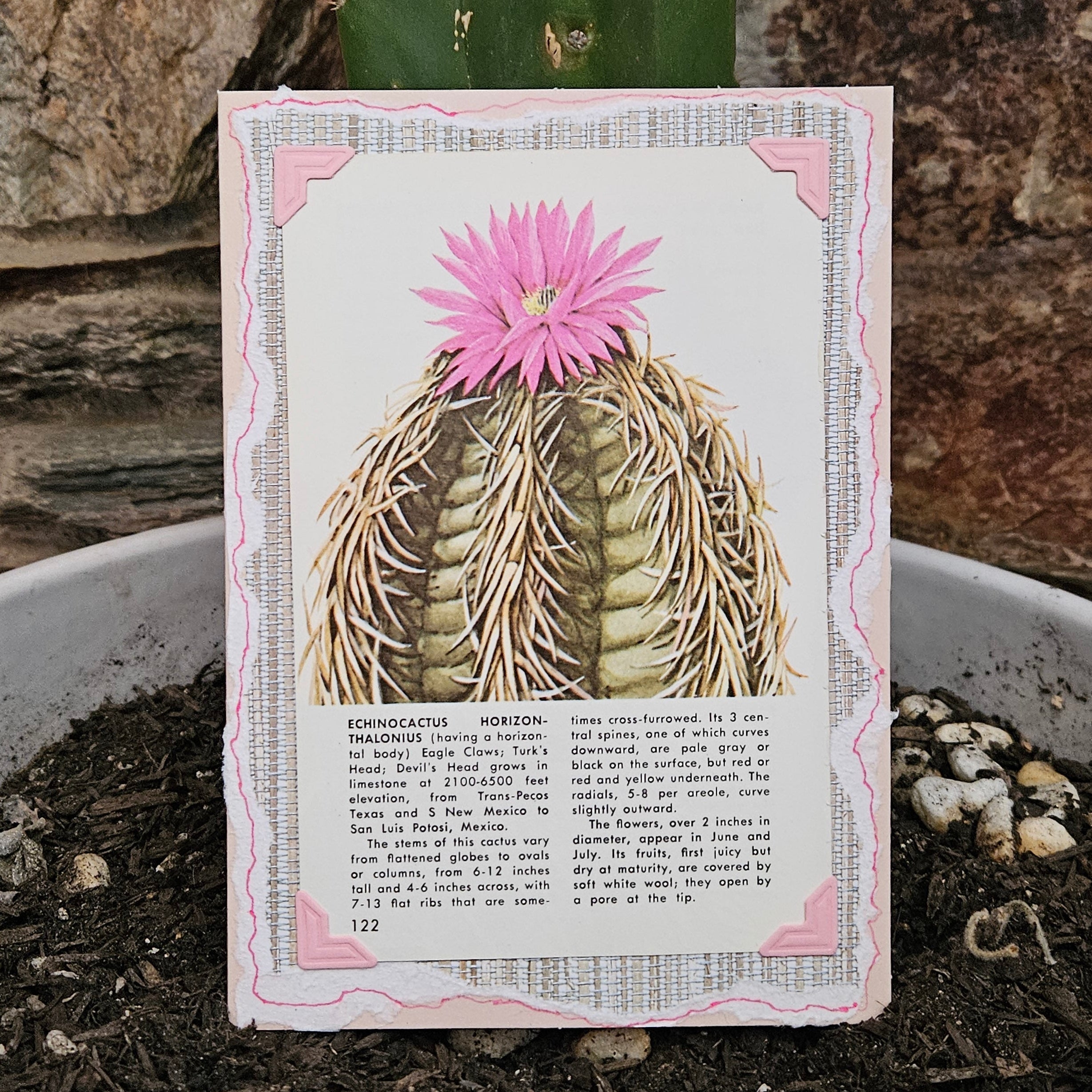 Beautifully Hand Crafted Custom Created Greeting Card Series by Diane Stegman "Eagle Claws Cactus"
