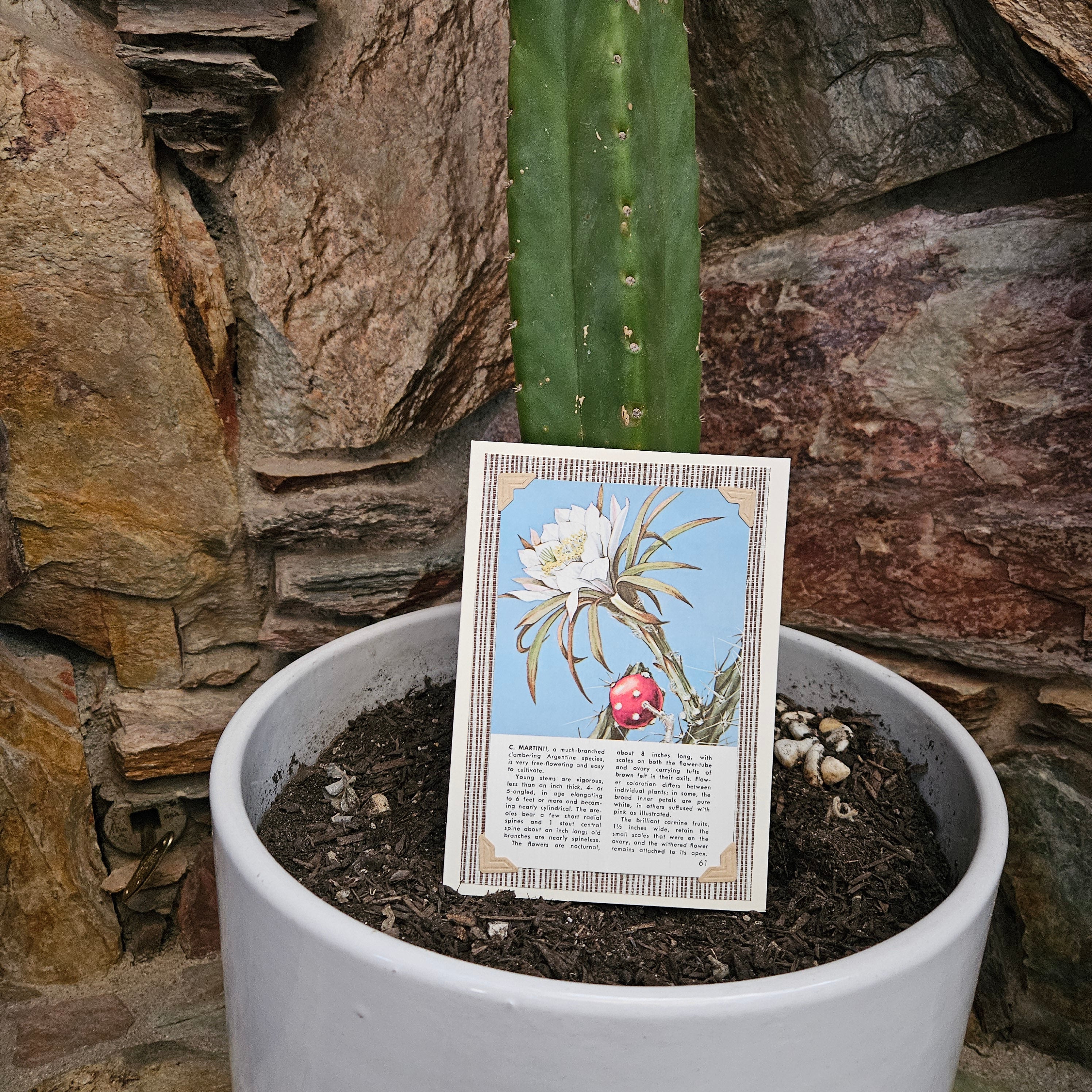 Beautifully Hand Crafted Custom Created Greeting Card Series by Diane Stegman "C. Martinii Flowering Cactus"