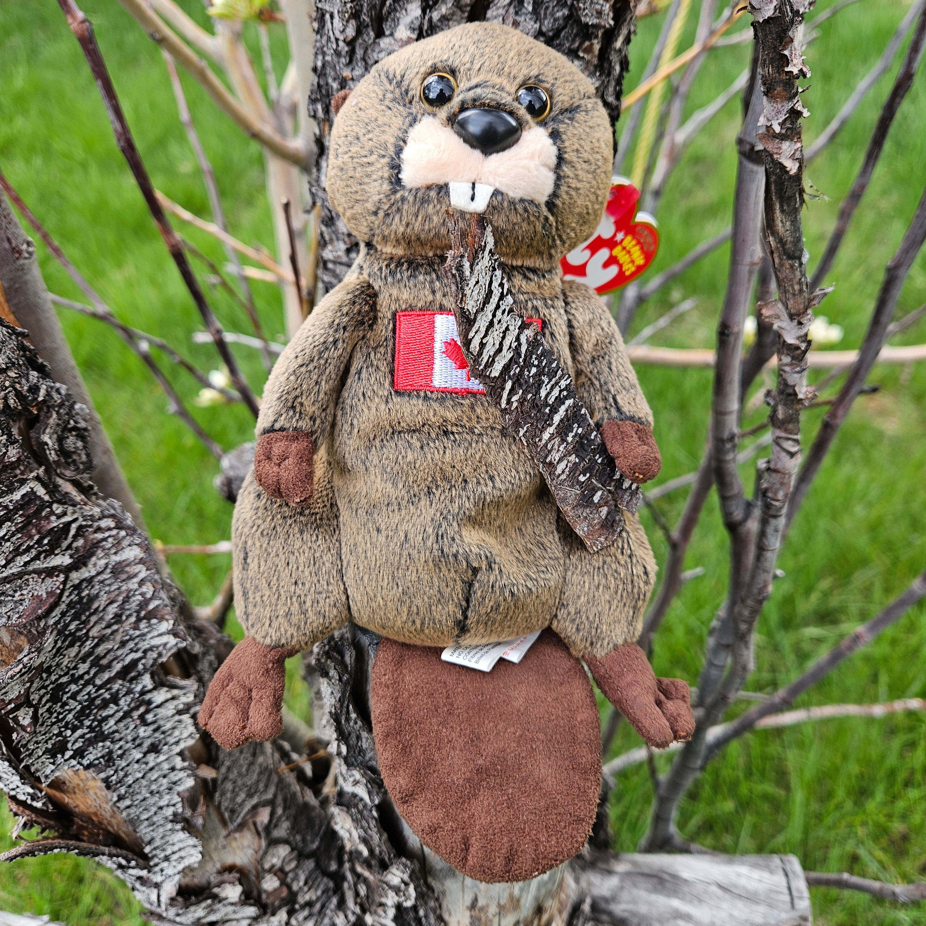 Ty Beanie Babies "Timbers the Beaver"