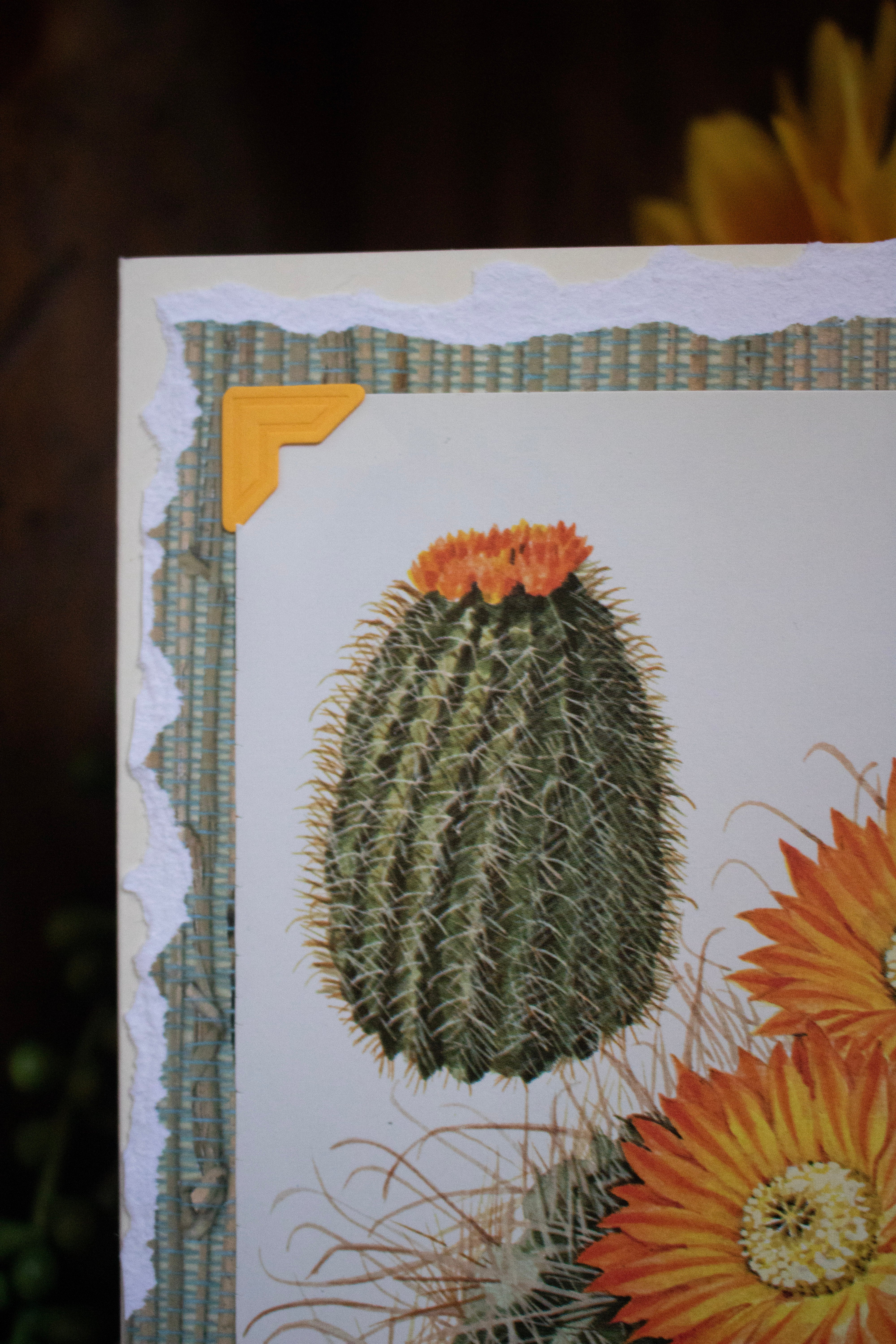 Beautifully Hand Crafted Custom Created Greeting Card Series by Diane Stegman "Barrel Cacti"
