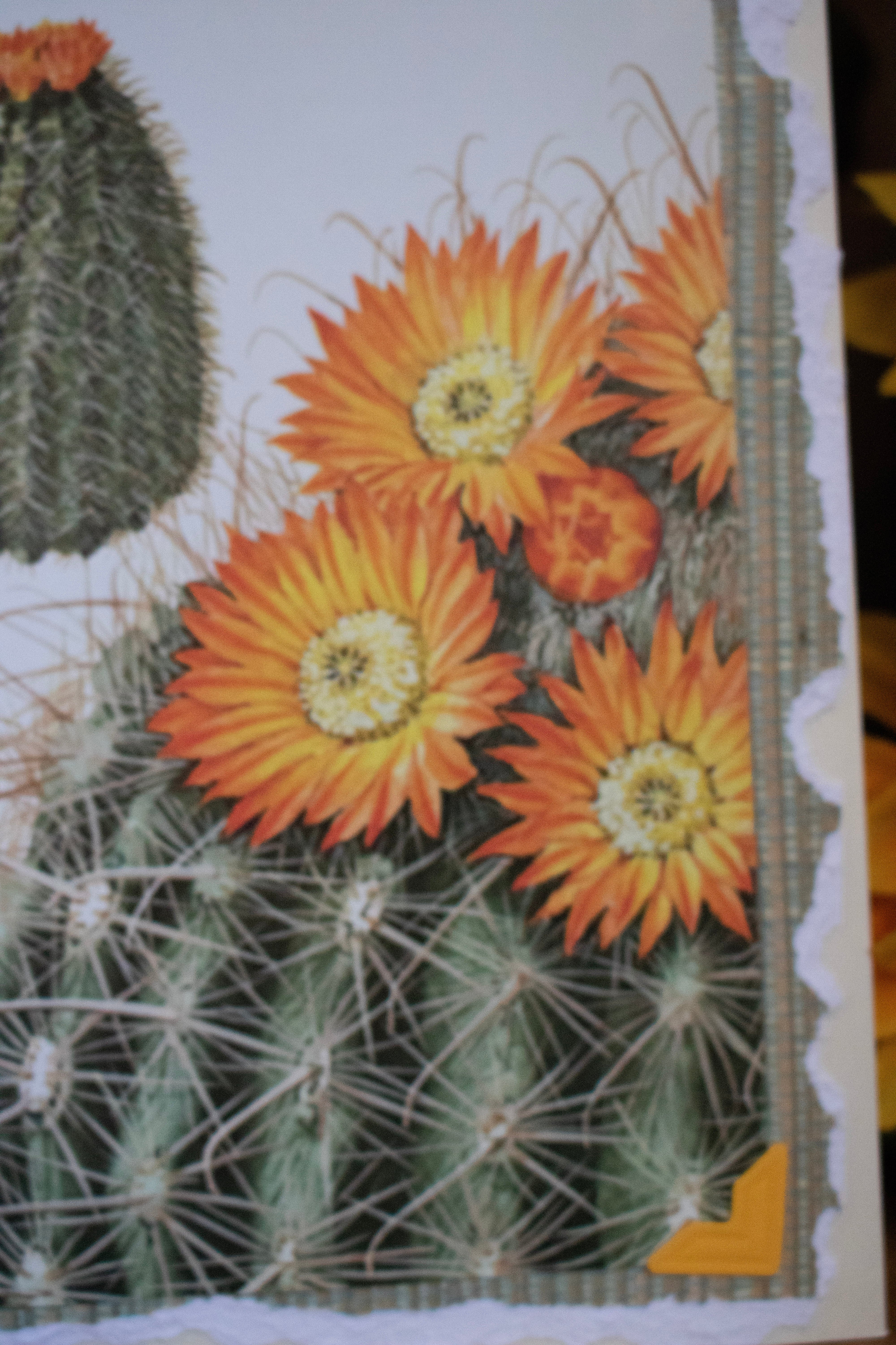 Beautifully Hand Crafted Custom Created Greeting Card Series by Diane Stegman "Barrel Cacti"
