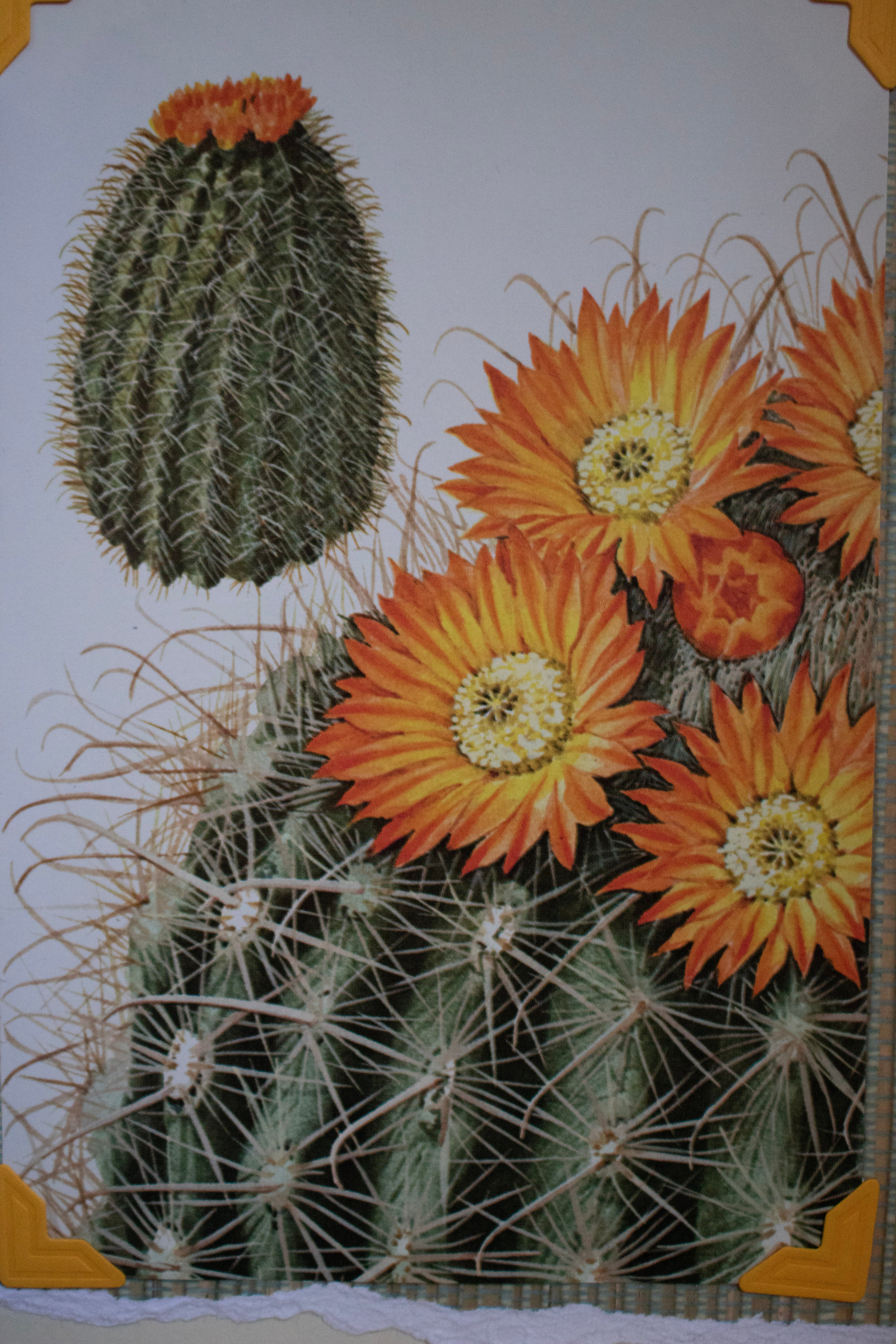 Beautifully Hand Crafted Custom Created Greeting Card Series by Diane Stegman "Barrel Cacti"