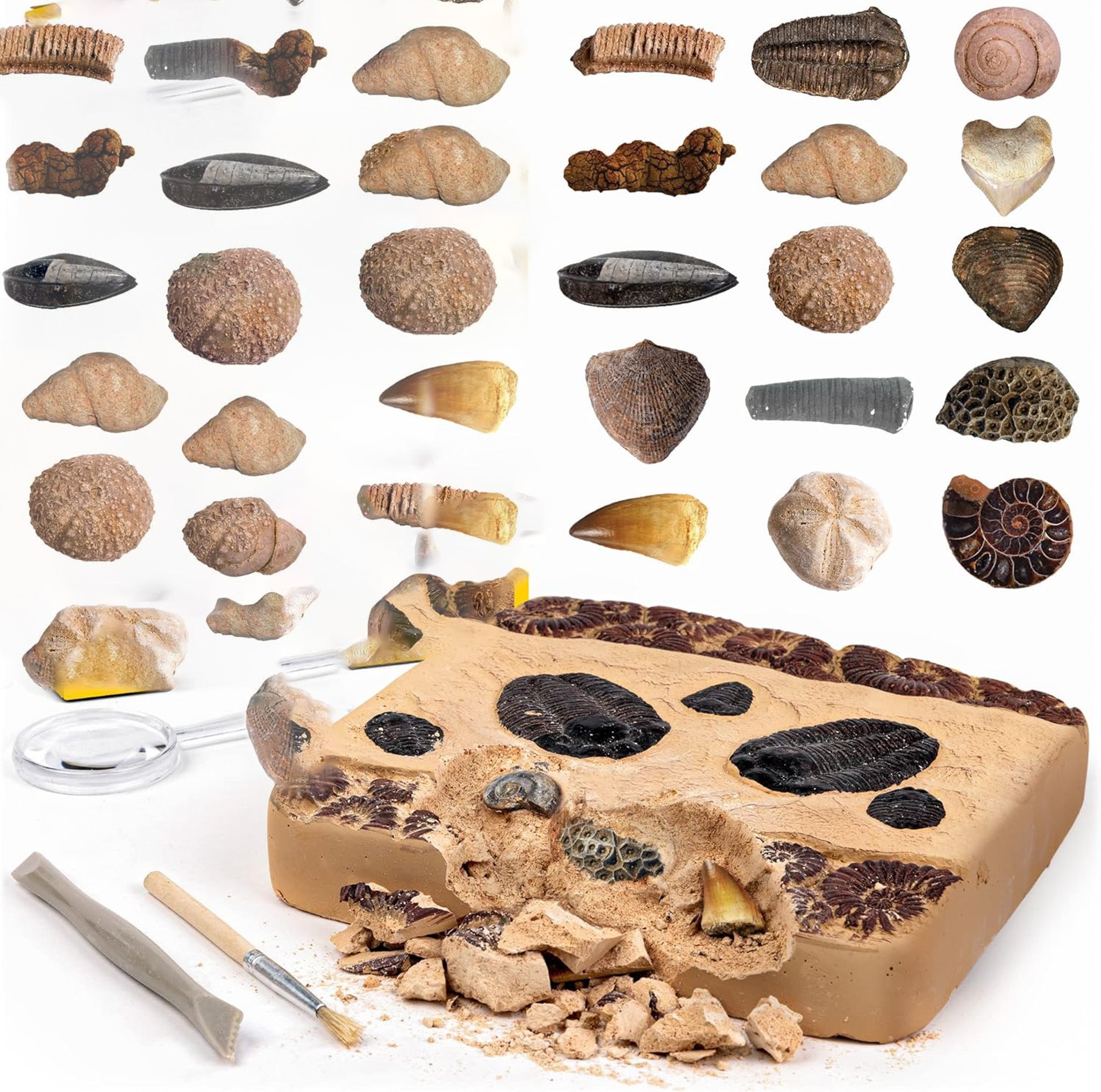 National Geographic Mega Fossil Dig Kit