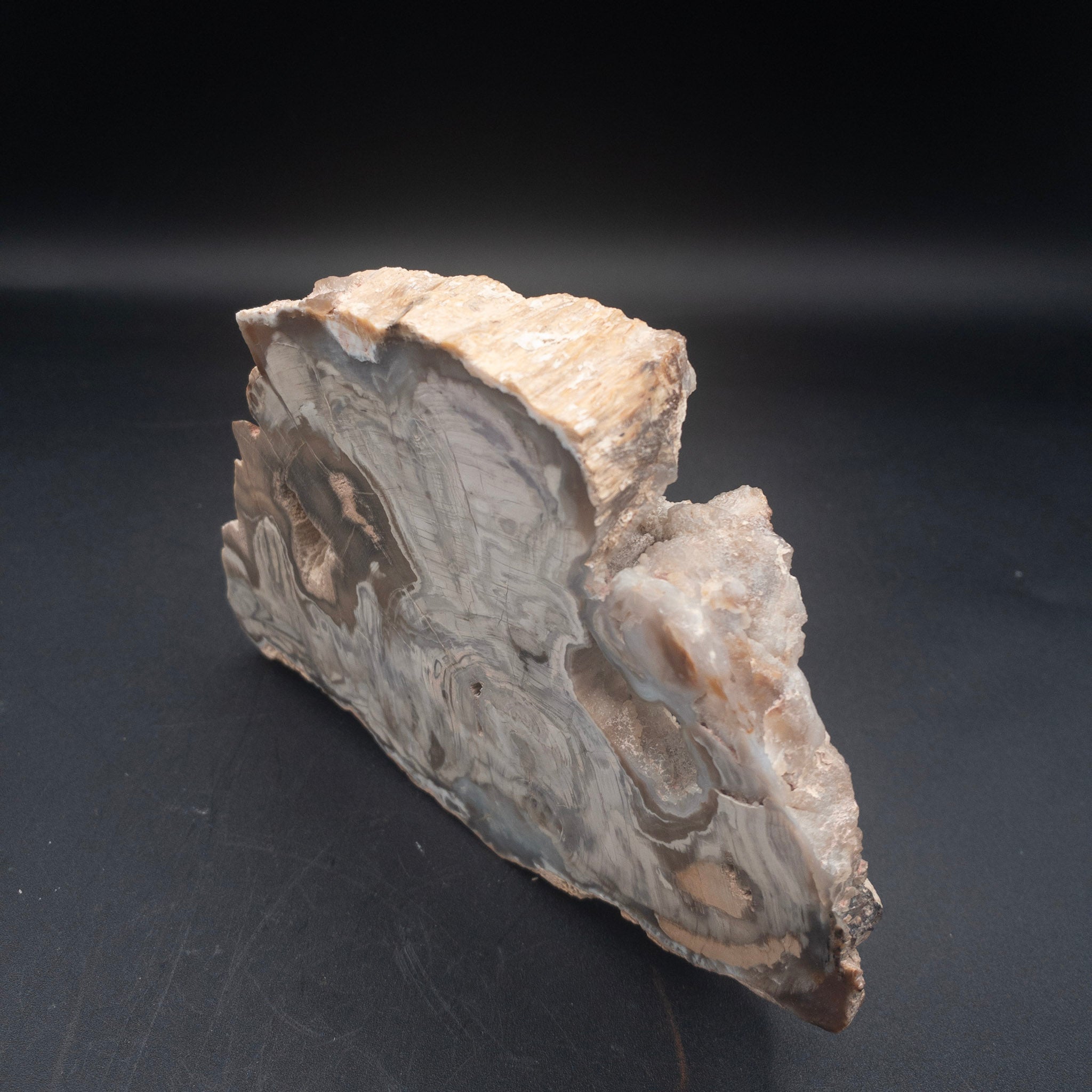 Striking Natural Petrified Wood