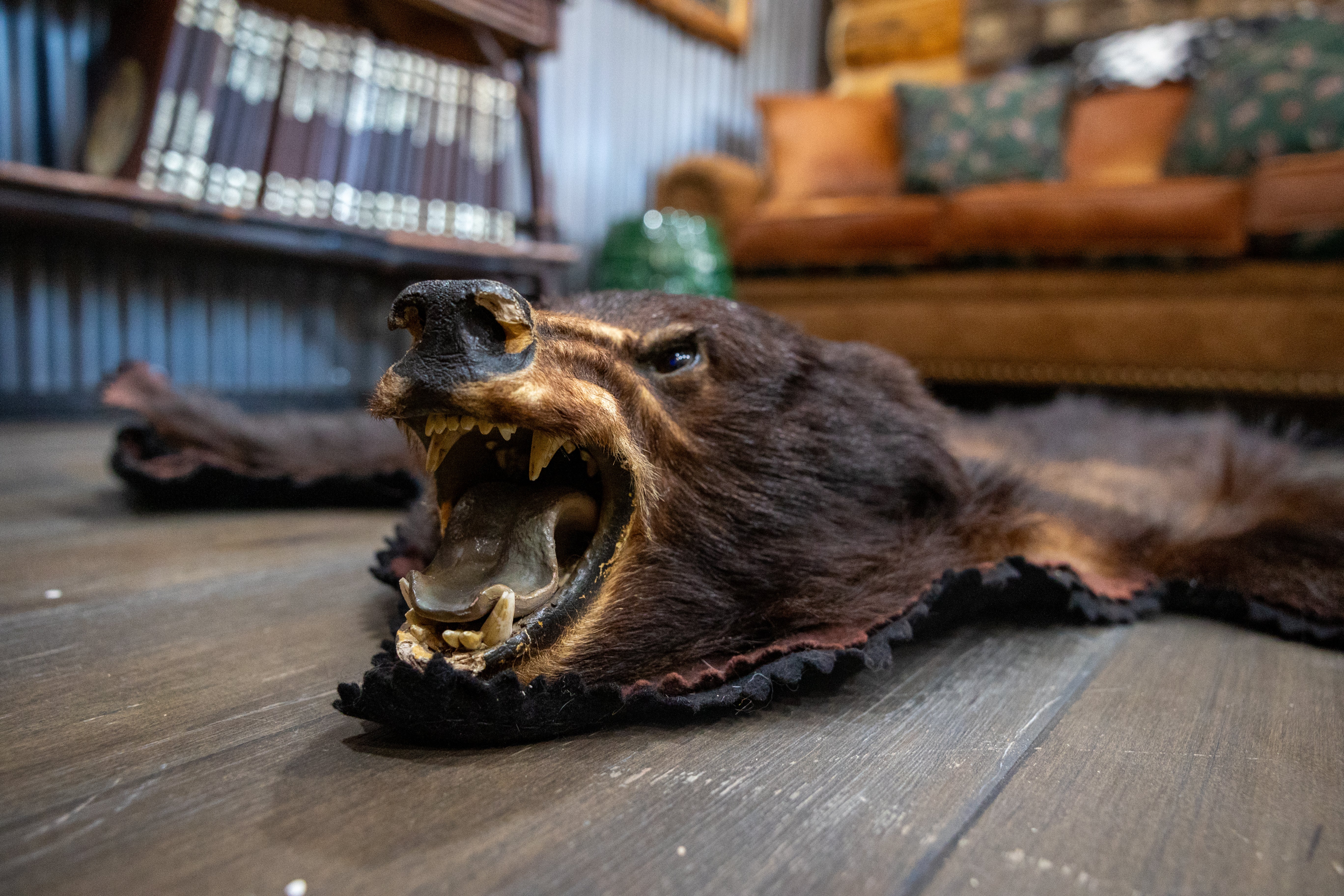 Classic Black Bear Skin Rug- CANNOT SELLL