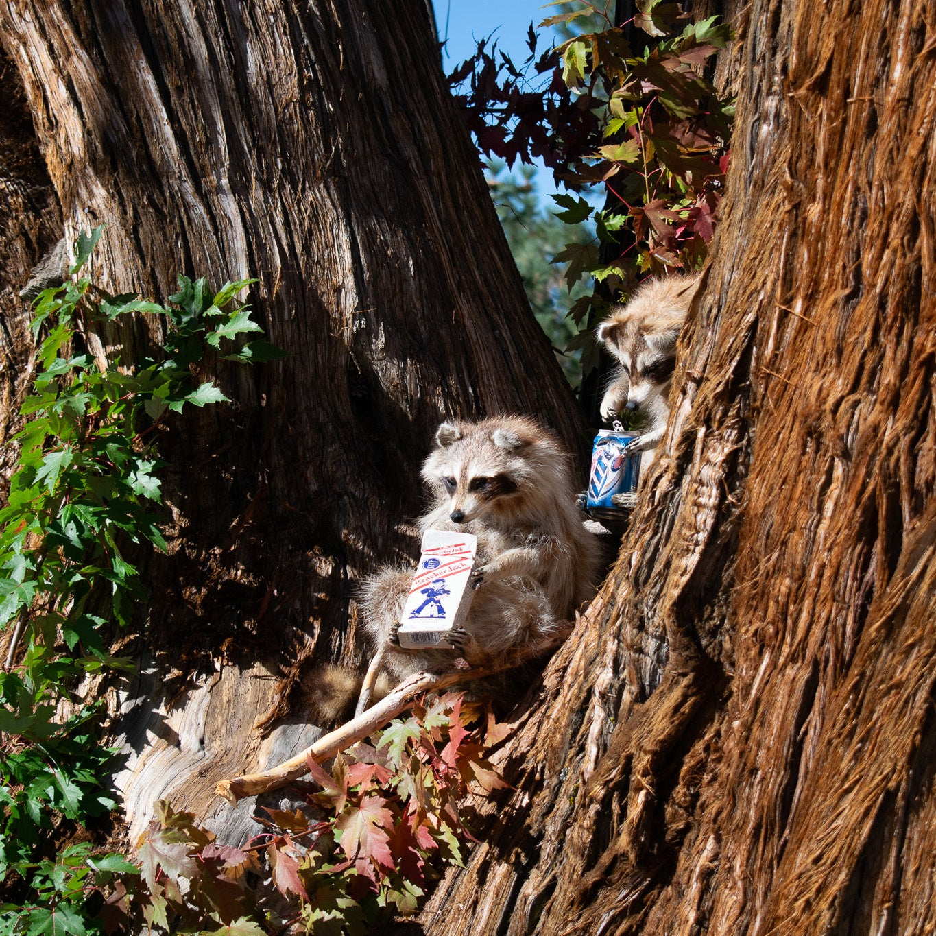 Taxidermized Racoon with a Miller Lite Beer Can Trophy