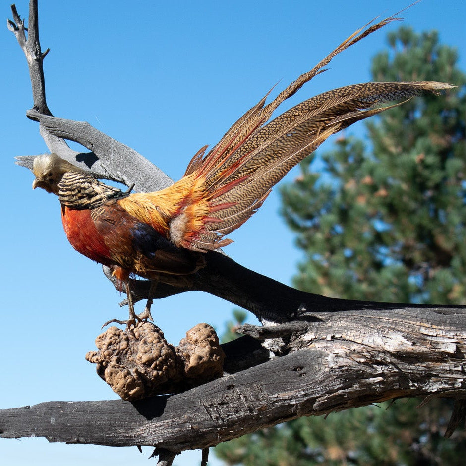 Vintage Red Golden Pheasant Taxidermy Mount with Long Tail Feathers Rustic Lodge Decor