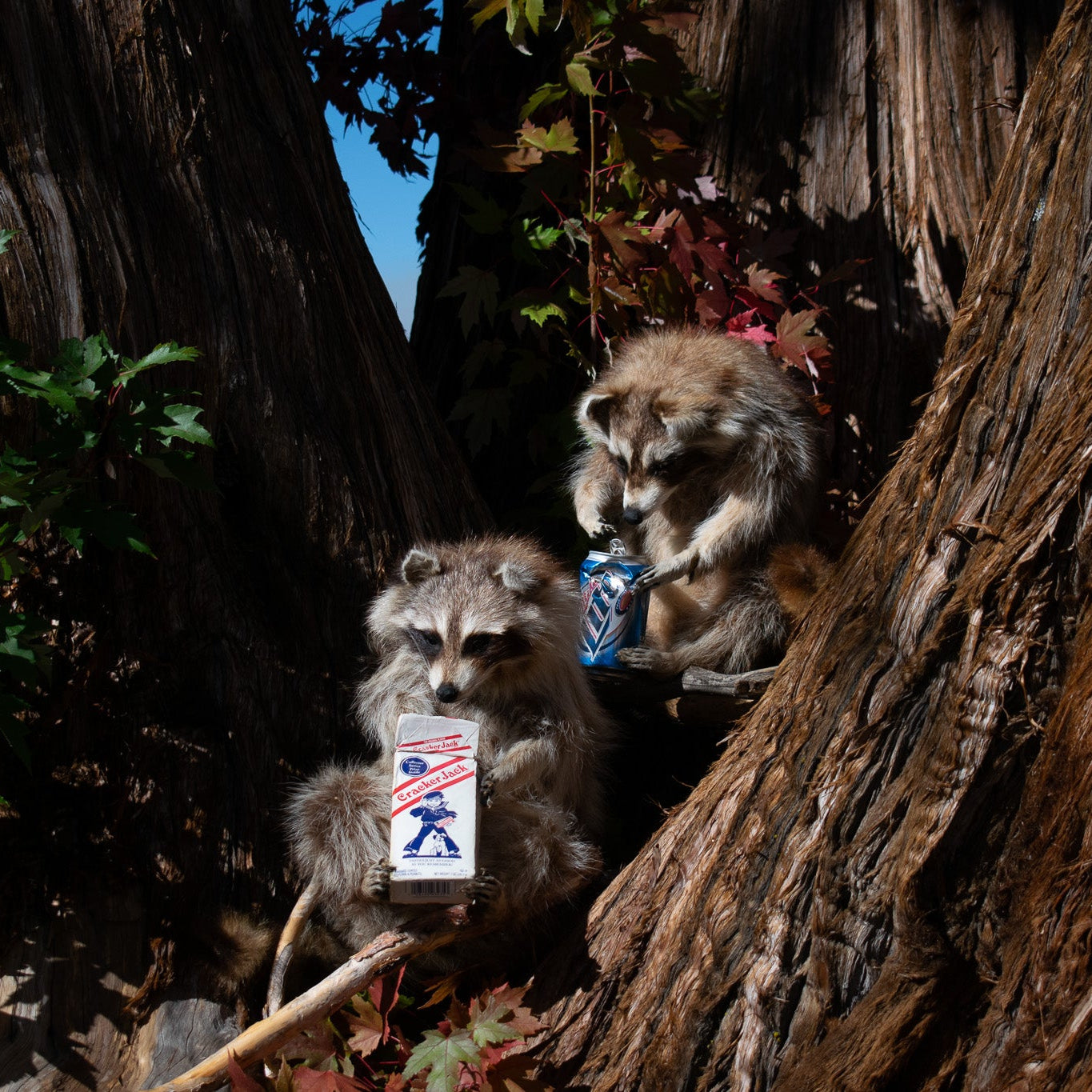 Taxidermized Racoon with a box of cracker jacks Trophy