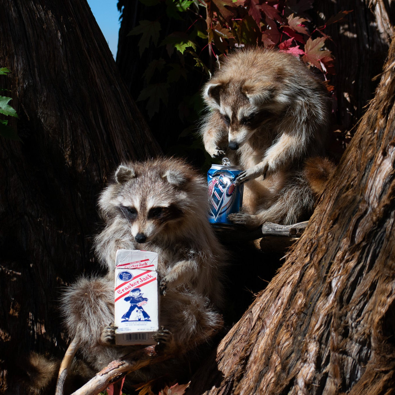 Taxidermized Racoon with a box of cracker jacks Trophy