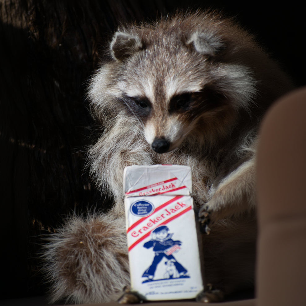 Taxidermized Racoon with a box of cracker jacks Trophy