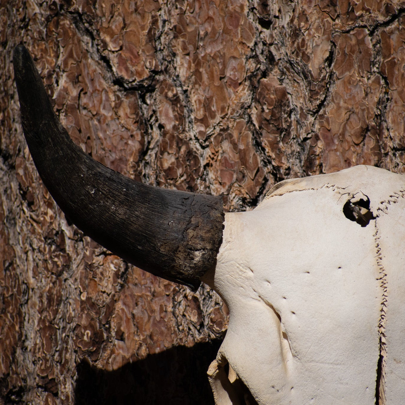 Vintage Real Steer Skull with Horns