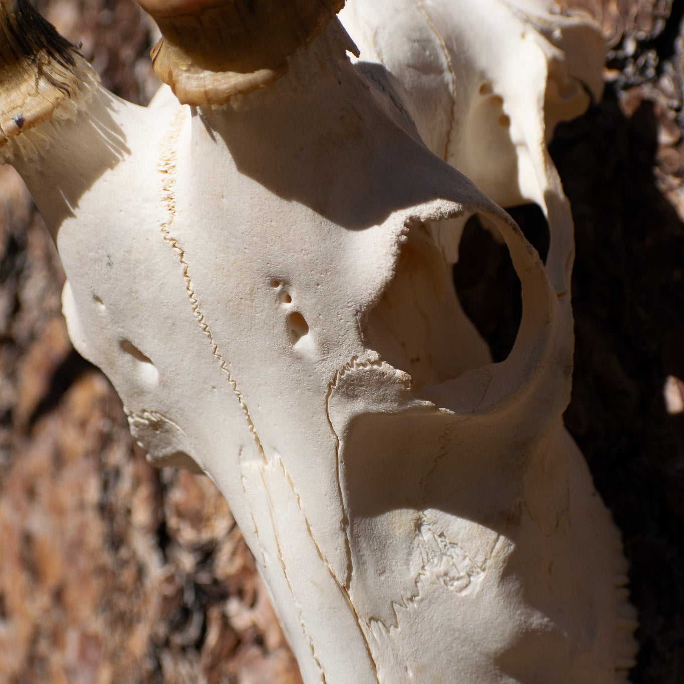 Vintage Blesbok Antelope Taxidermy Skull and Horns