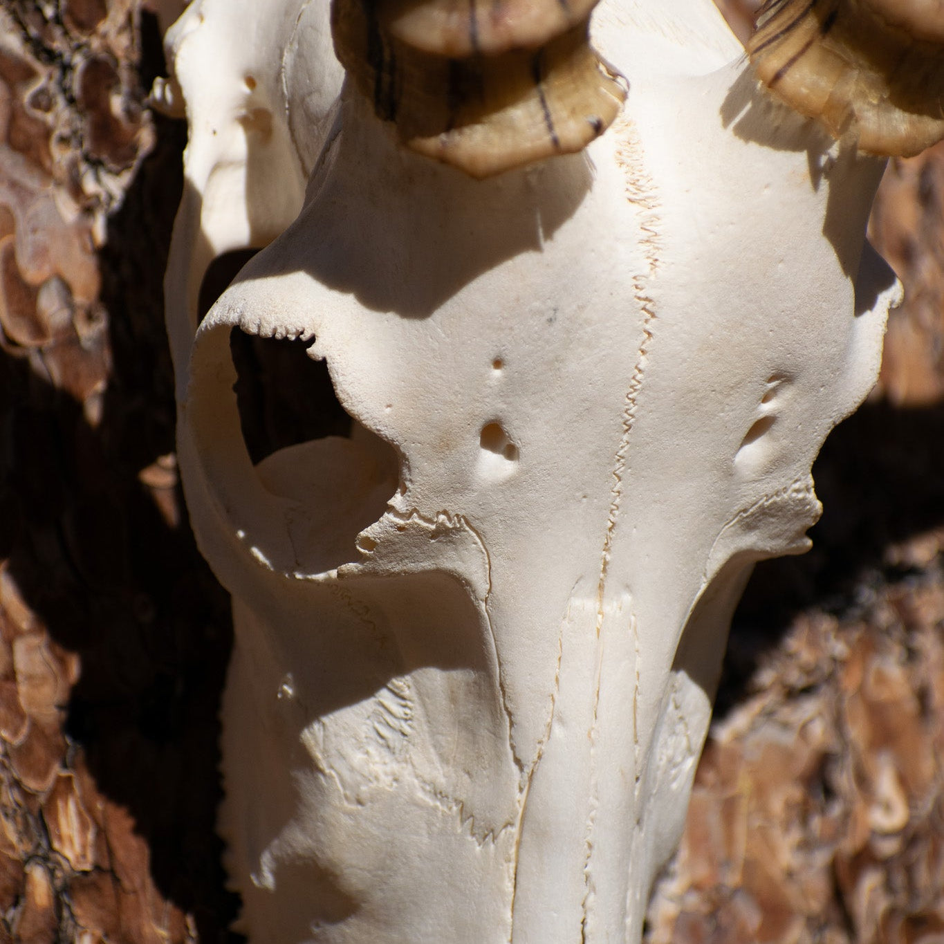 Vintage Blesbok Antelope Taxidermy Skull and Horns