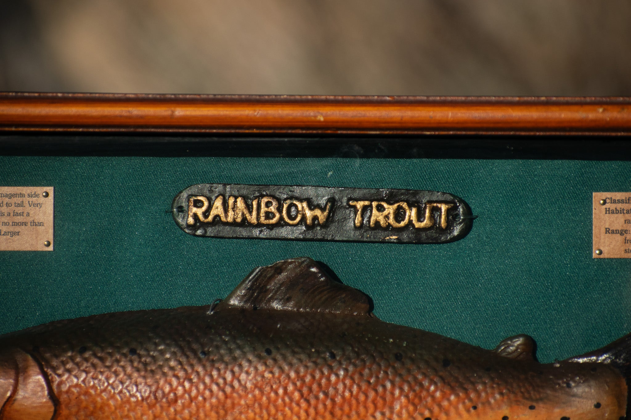 Rainbow Trout Fishing Shadow Box Display with Vintage Reels, Fly Lures & Educational Species Plaques – 20" x 11"