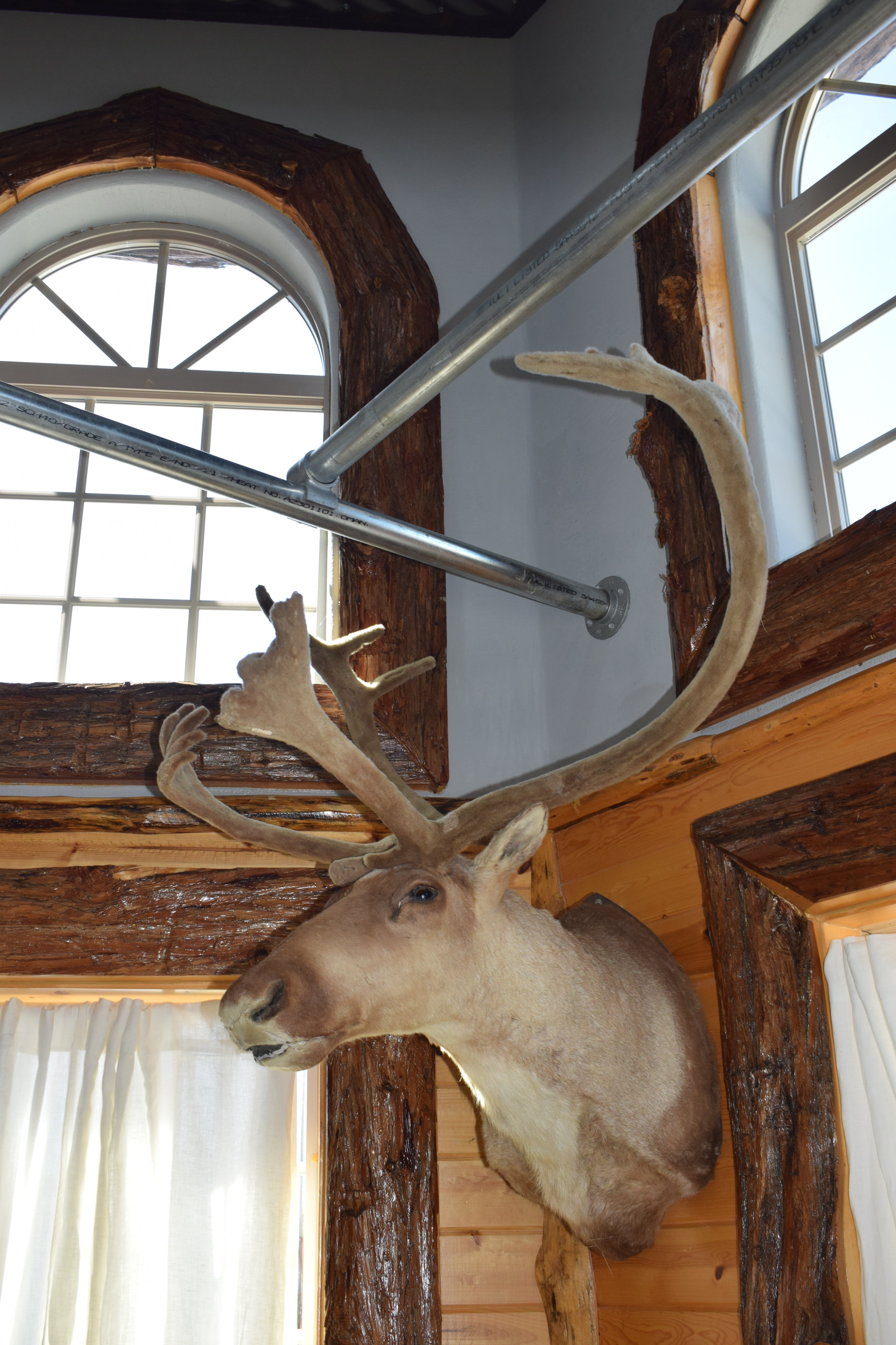 Vintage Caribou Taxidermy Shoulder Mount Large Wall Decor