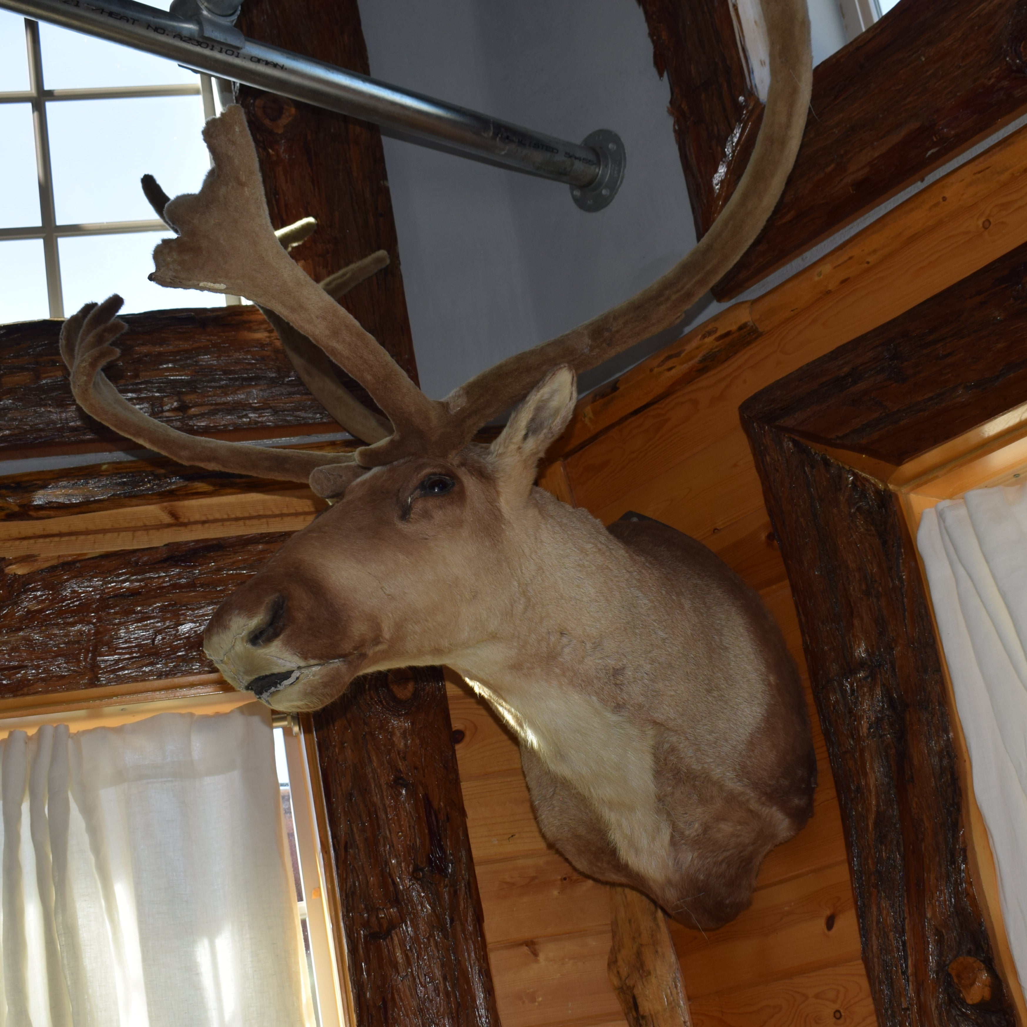 Vintage Caribou Taxidermy Shoulder Mount Large Wall Decor