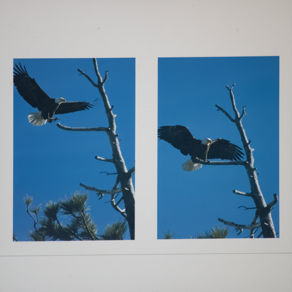 Framed American Bald Eagle Print by Robert R. Fletcher – Panoramic Wildlife Wall Art Rustic Wood Frame