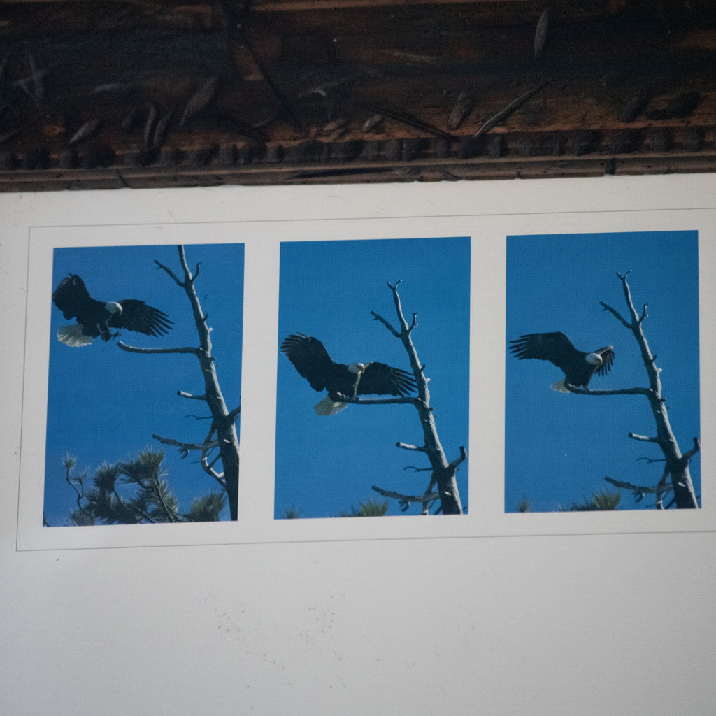 Framed American Bald Eagle Print by Robert R. Fletcher – Panoramic Wildlife Wall Art Rustic Wood Frame