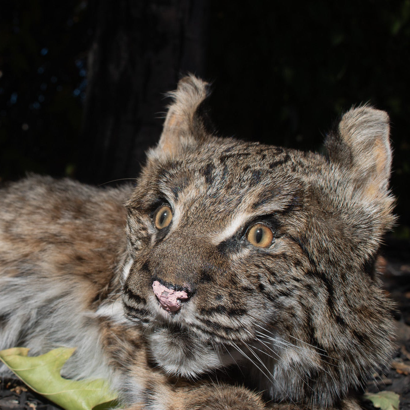 Vintage Bobcat Taxidermy poses in a Casual lying position
