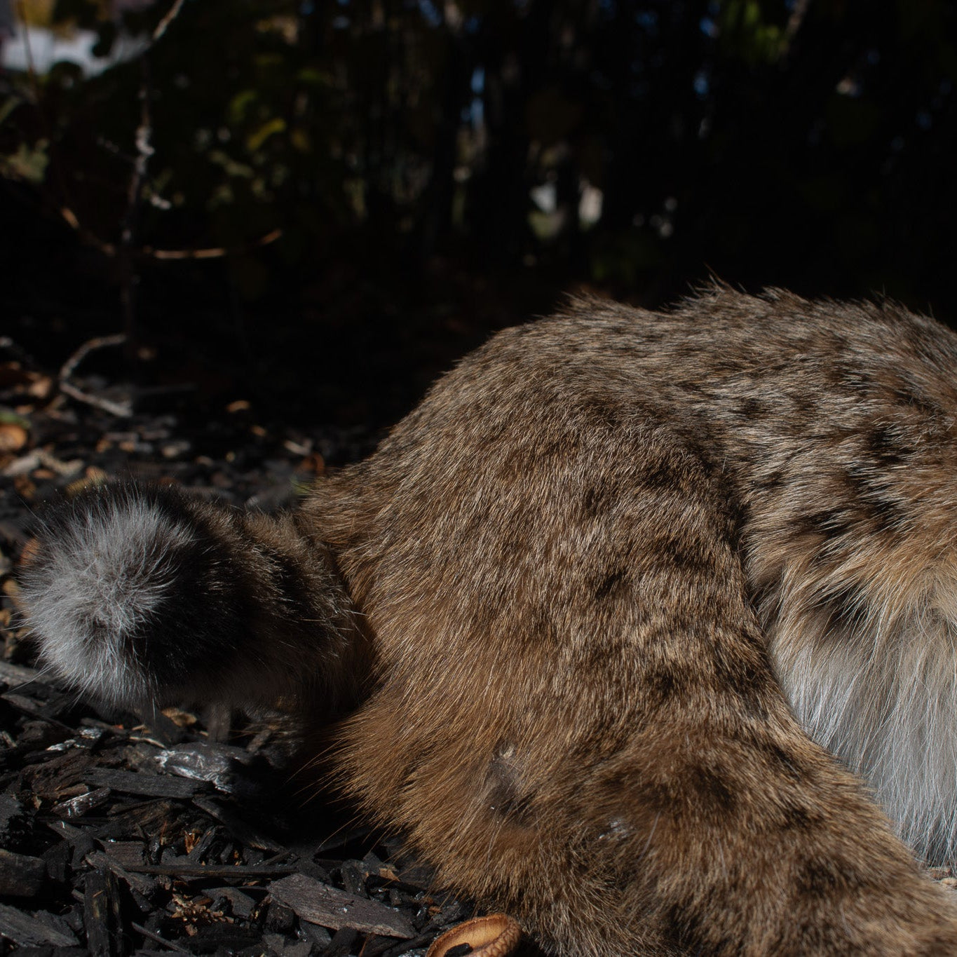 Vintage Bobcat Taxidermy poses in a Casual lying position