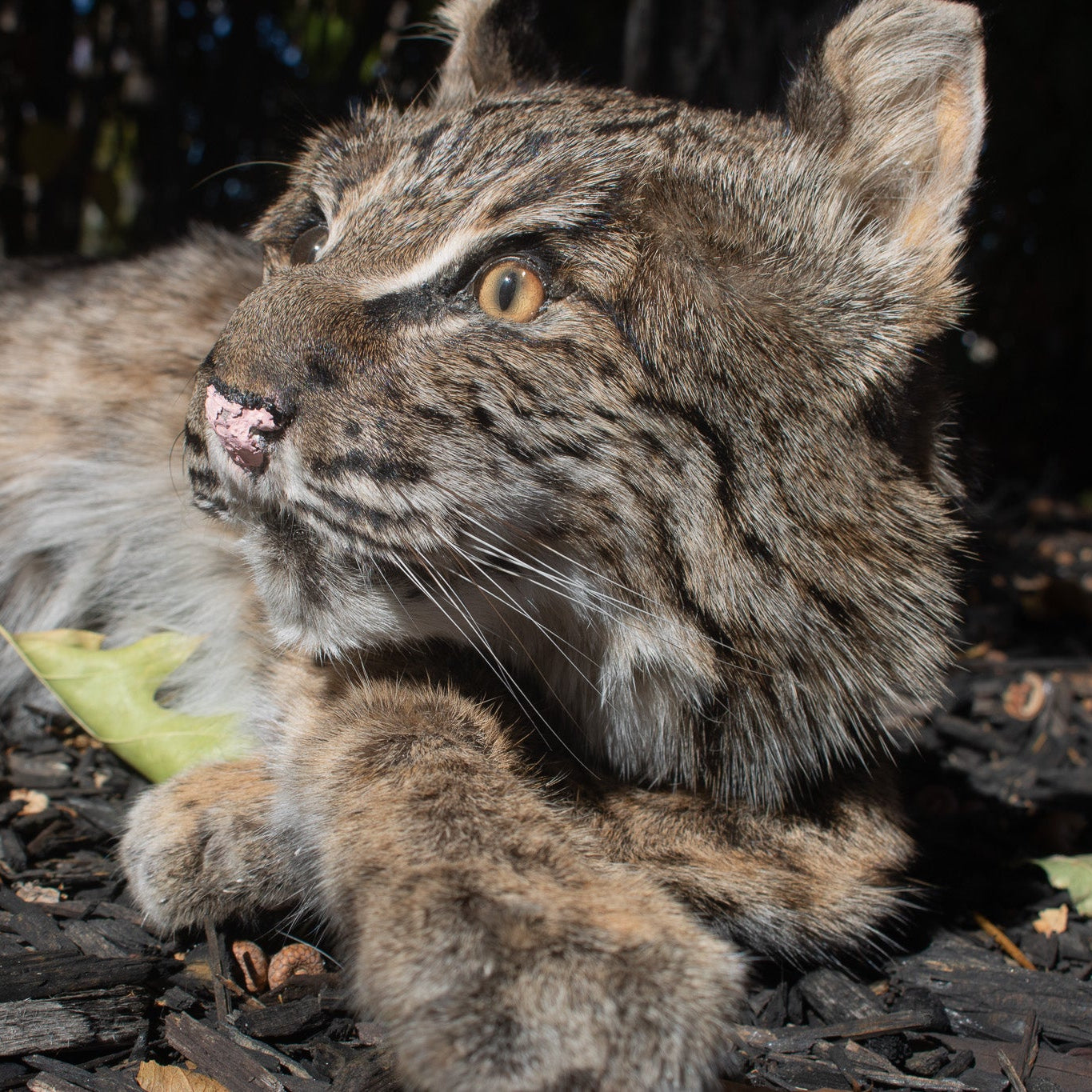 Vintage Bobcat Taxidermy poses in a Casual lying position