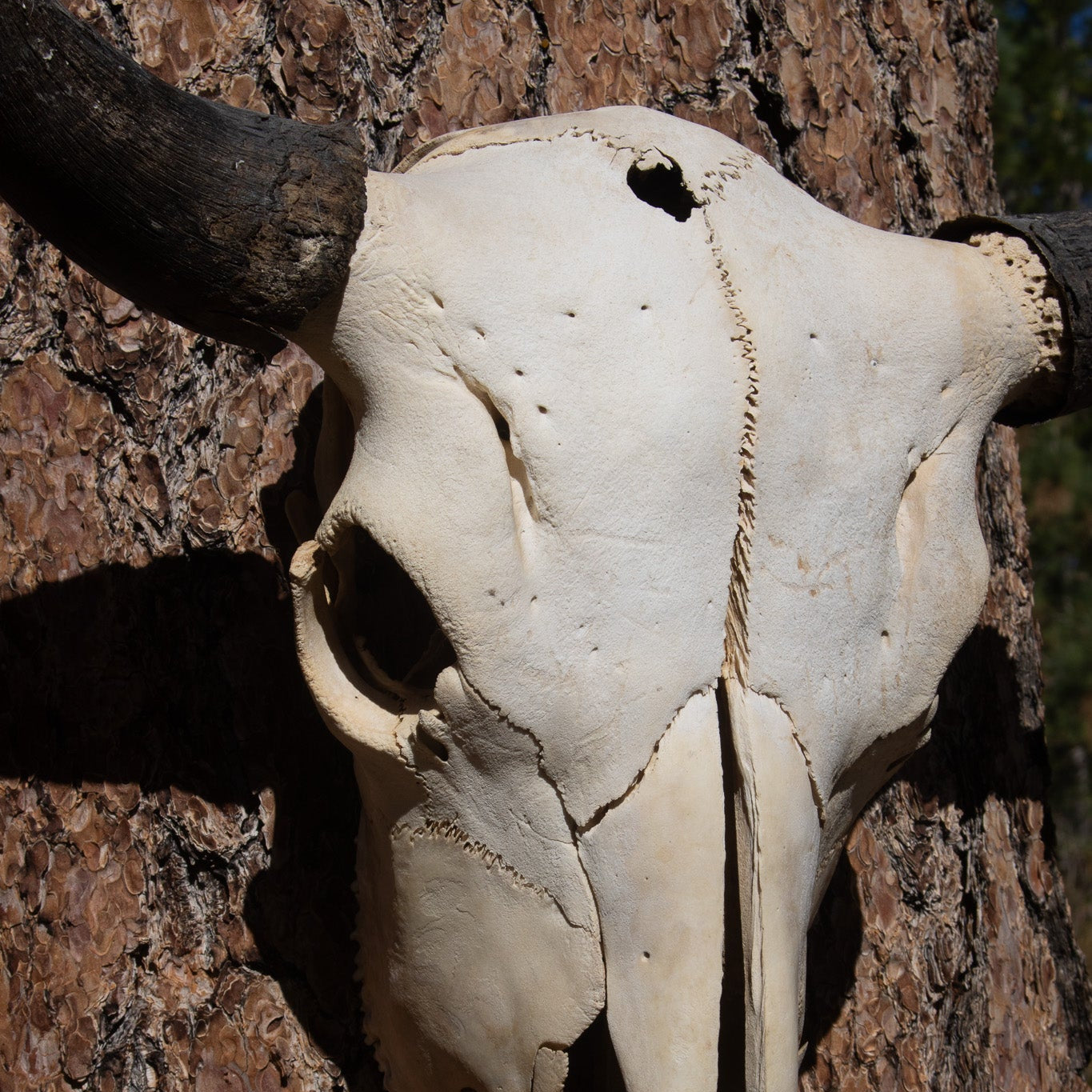 Vintage Real Steer Skull with Horns