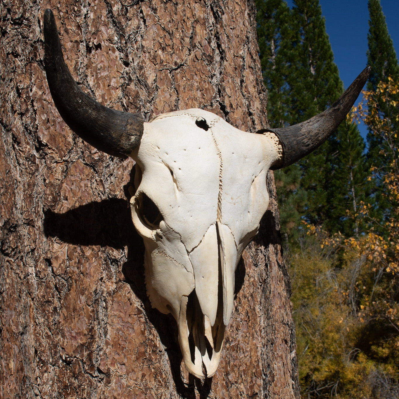 Vintage Real Steer Skull with Horns