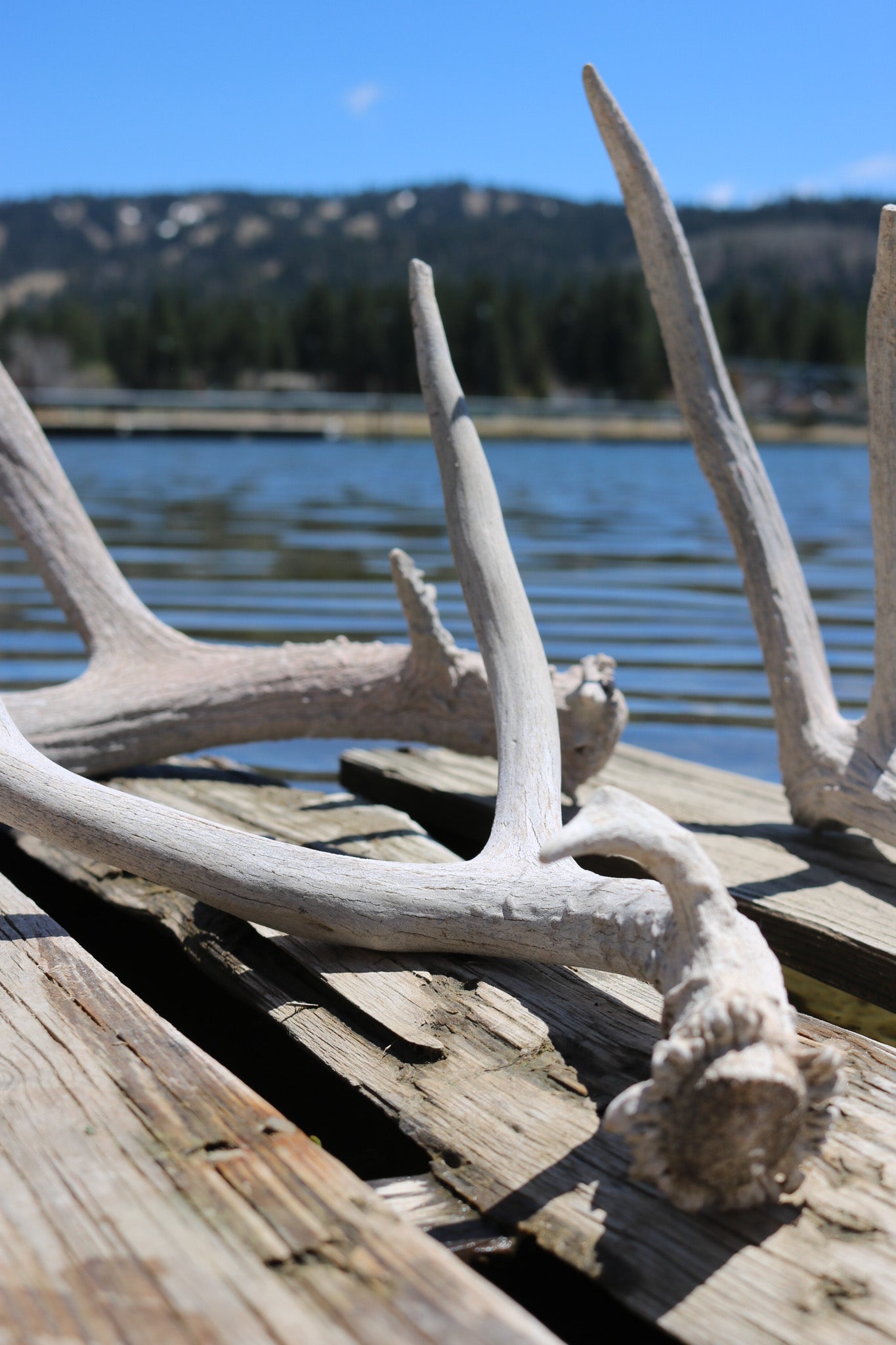Weathered Fallen Deer Naturally Shed Deer Antlers