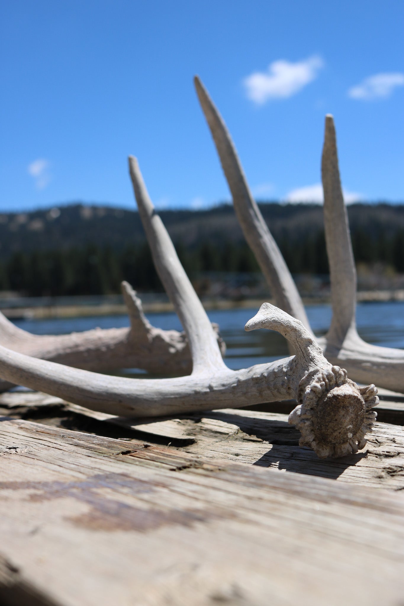 Weathered Fallen Deer Naturally Shed Deer Antlers