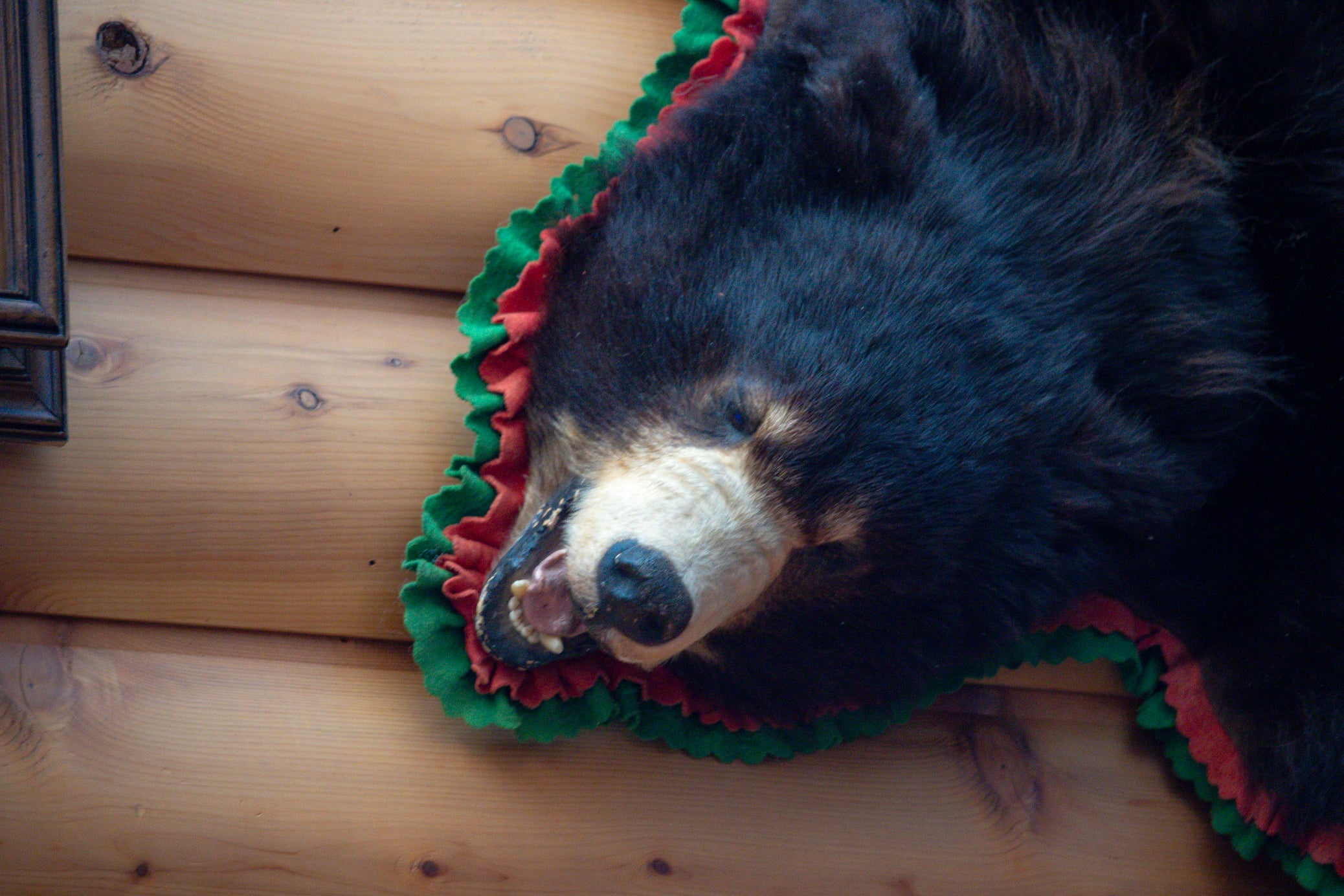 Authentic Vintage Brown Bear Skin Rug