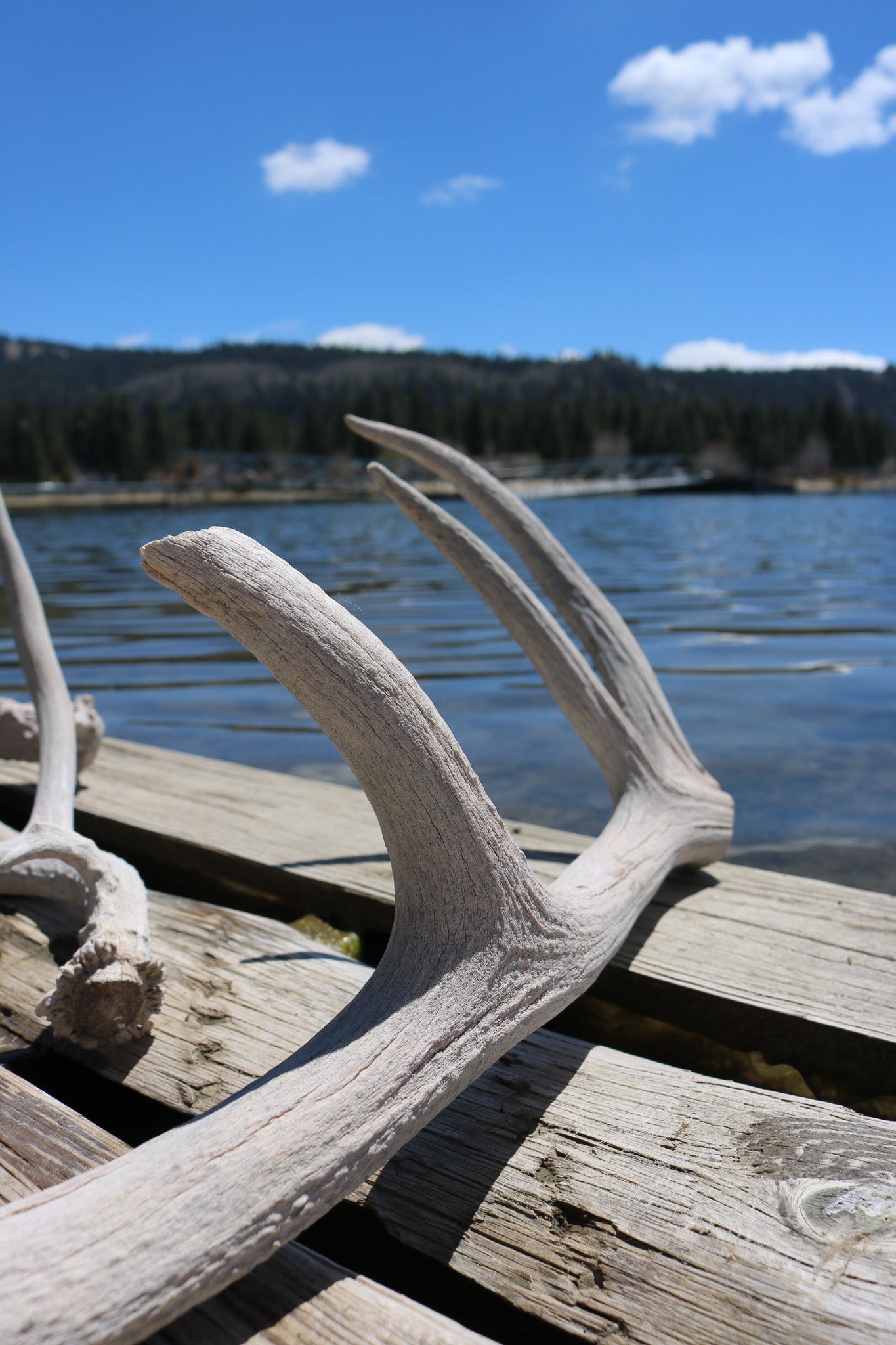 Weathered Fallen Deer Naturally Shed Deer Antlers