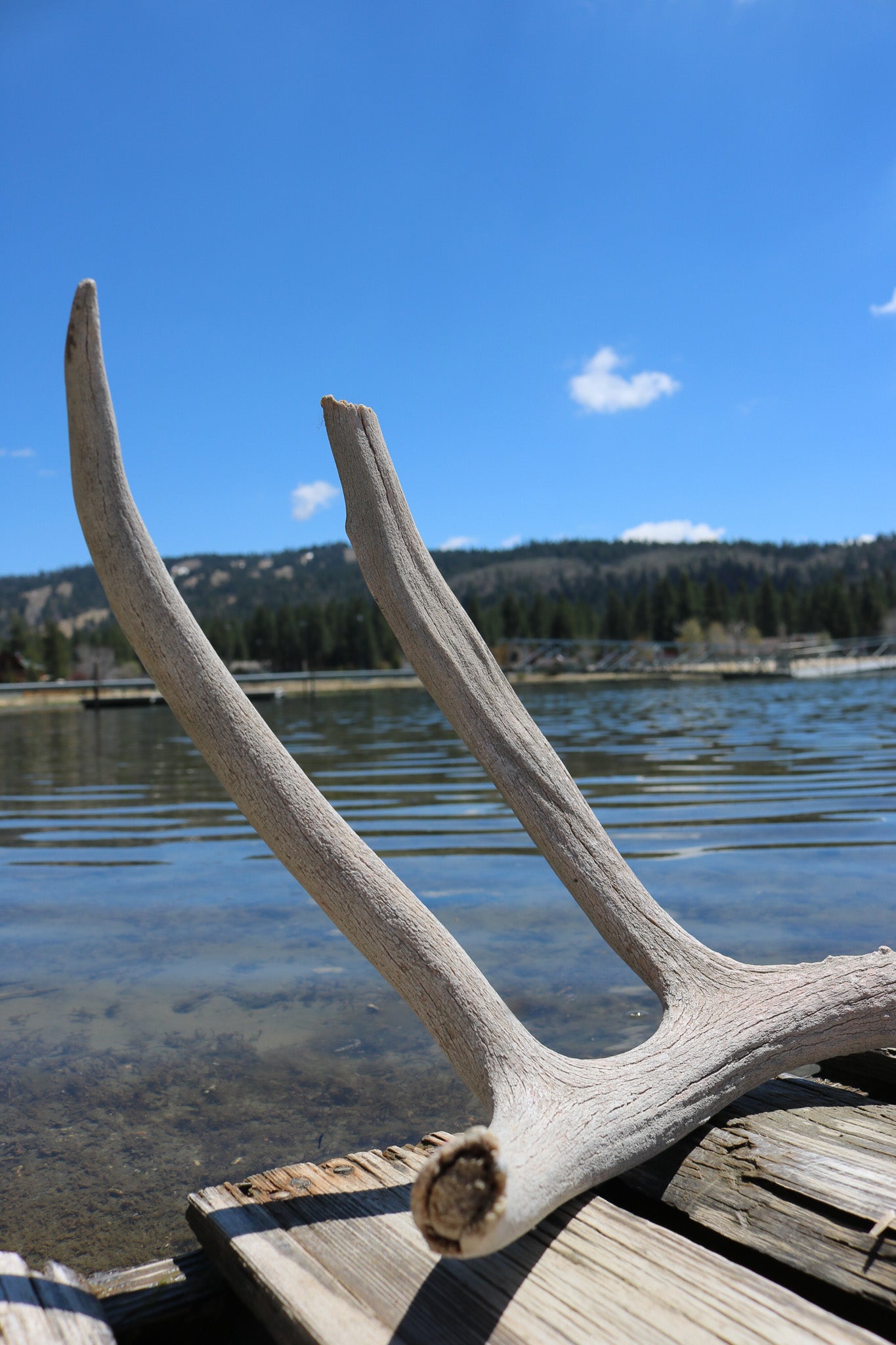 Weathered Fallen Deer Naturally Shed Deer Antlers