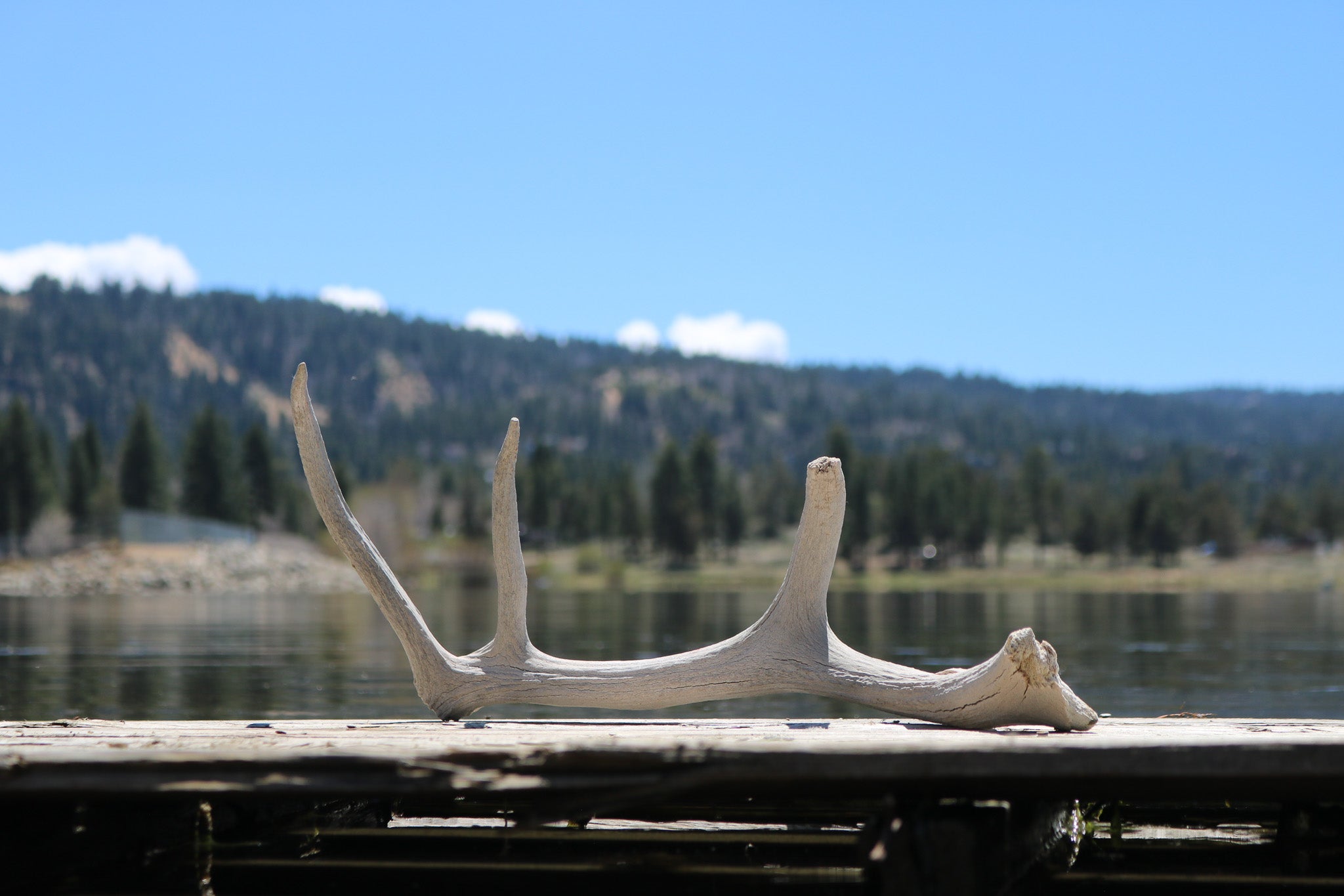 Weathered Fallen Deer Naturally Shed Deer Antlers
