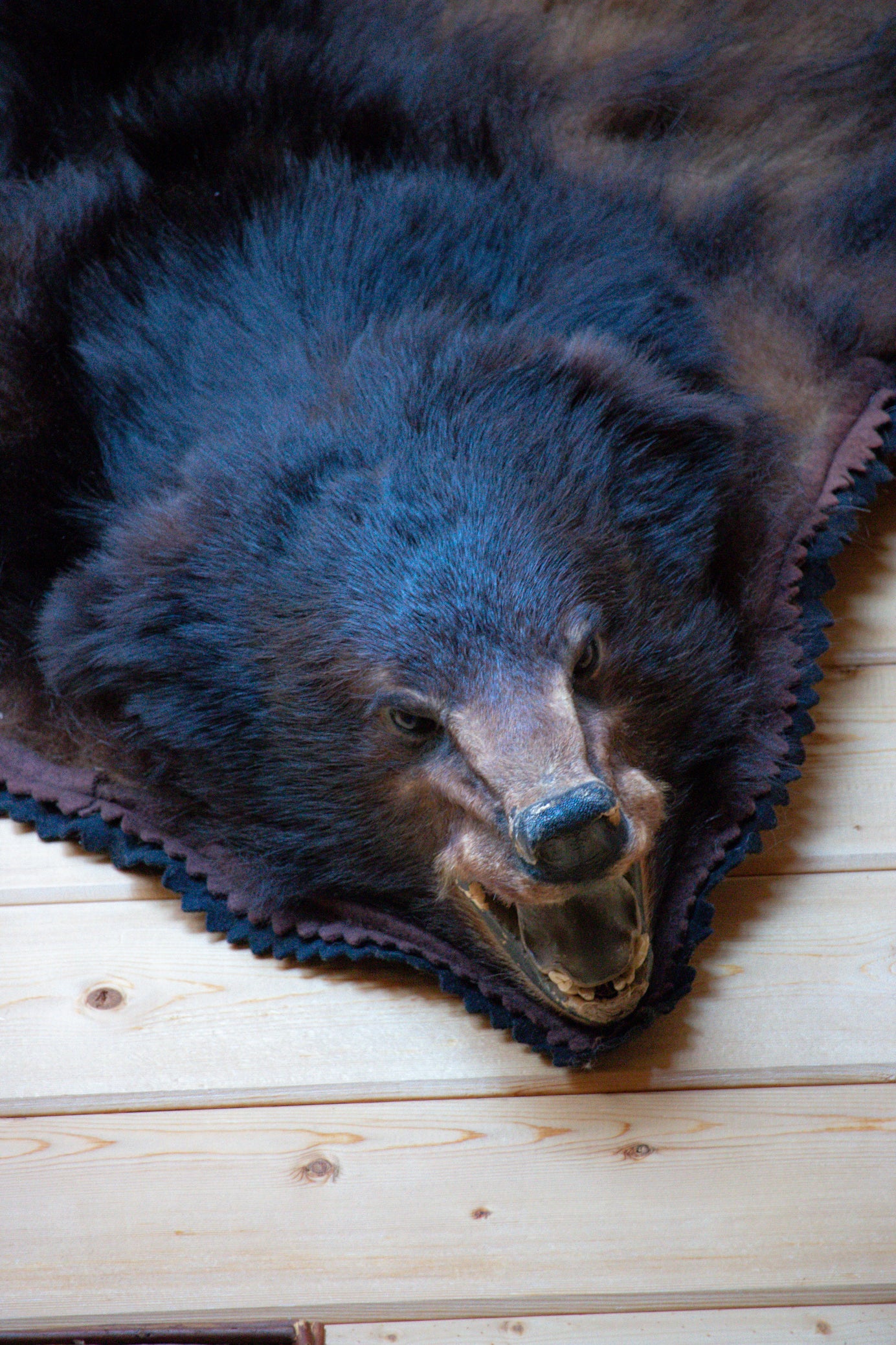 Classic Black Bear Skin Rug- CANNOT SELLL