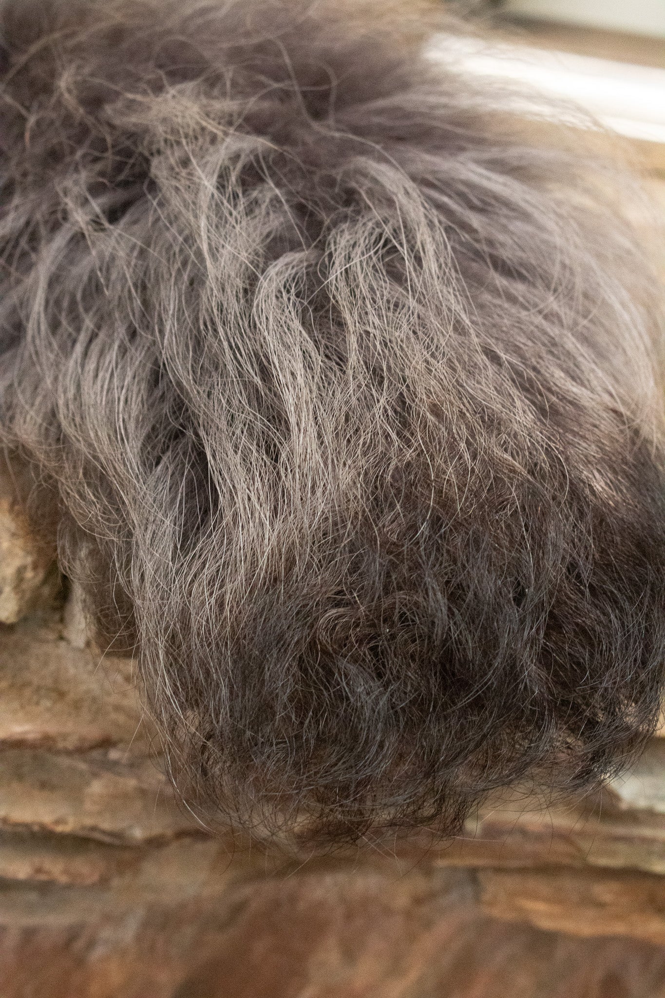 Premium Fox Tail Accessory