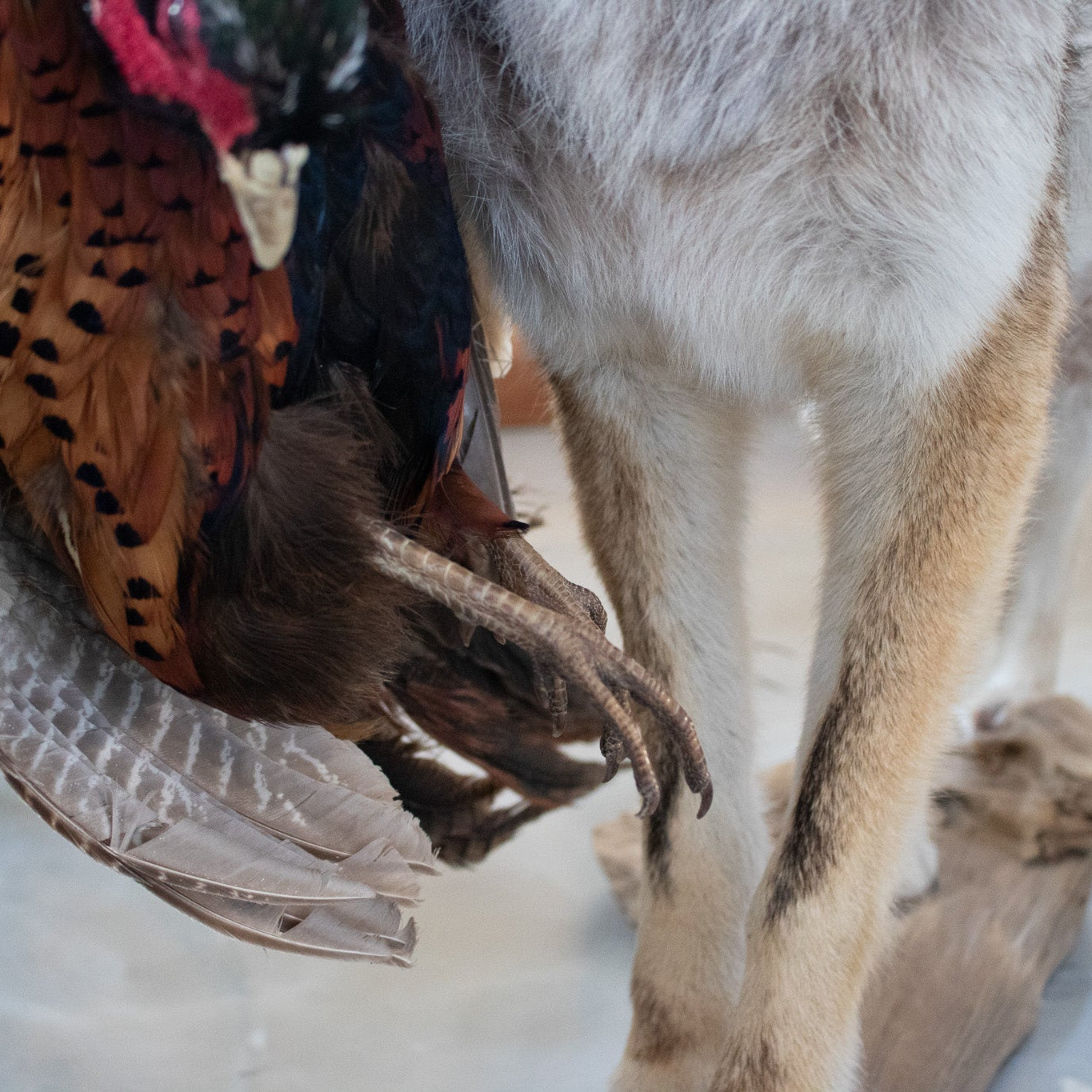 Vintage Full Body Coyote Taxidermy Mount Posed with Pheasant in His Mouth