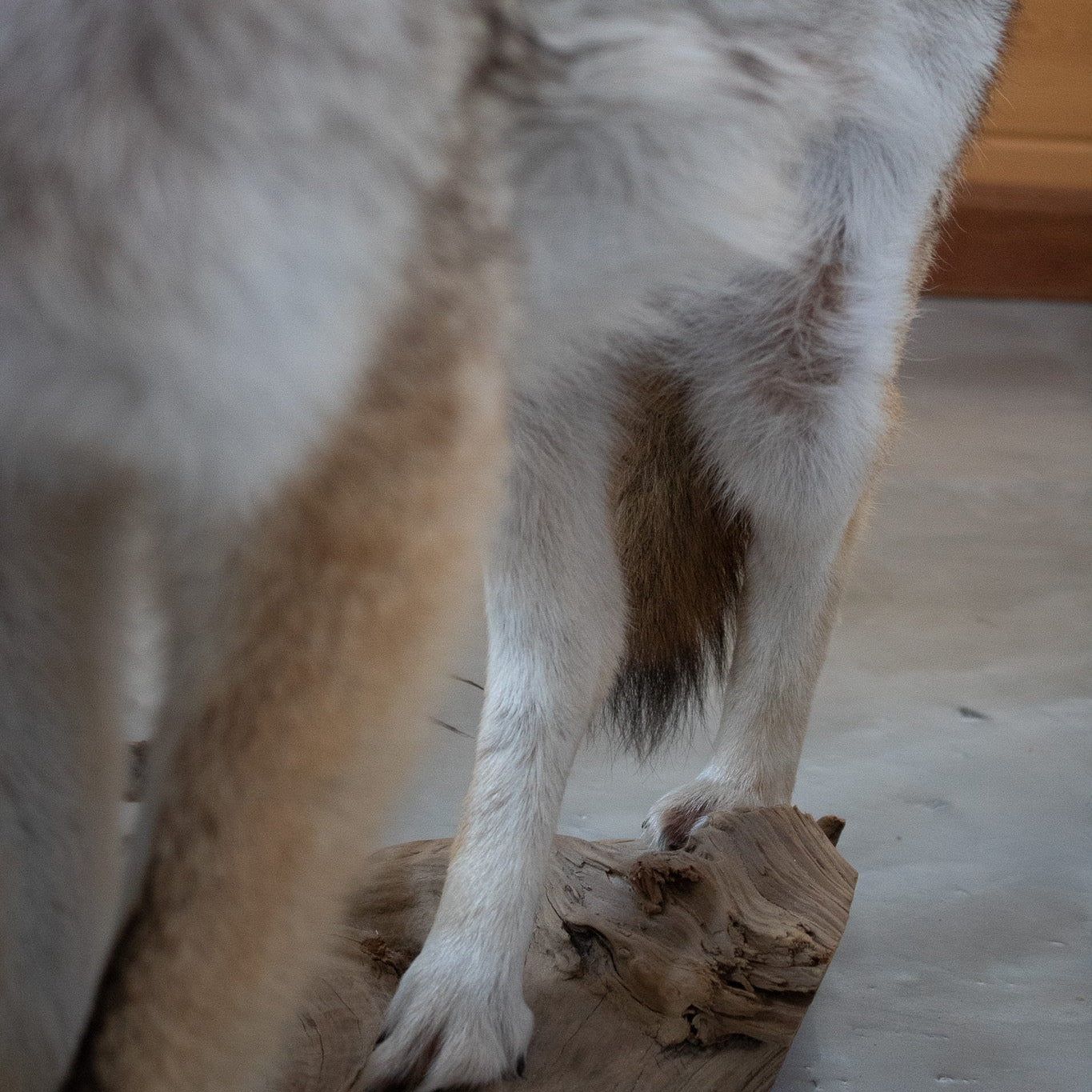 Vintage Full Body Coyote Taxidermy Mount Posed with Pheasant in His Mouth
