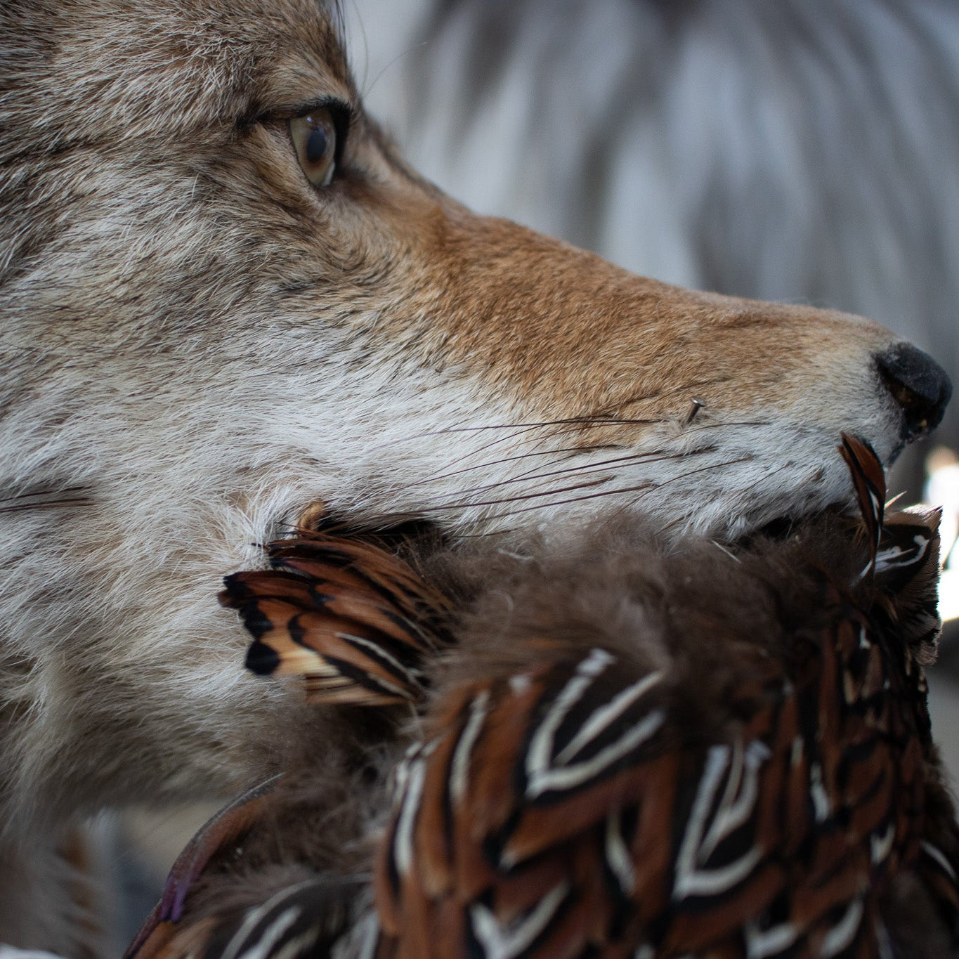 Vintage Full Body Coyote Taxidermy Mount Posed with Pheasant in His Mouth