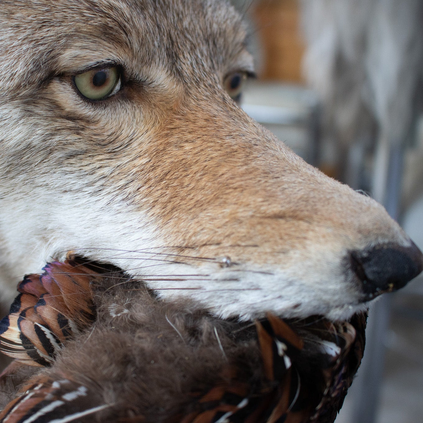 Vintage Full Body Coyote Taxidermy Mount Posed with Pheasant in His Mouth