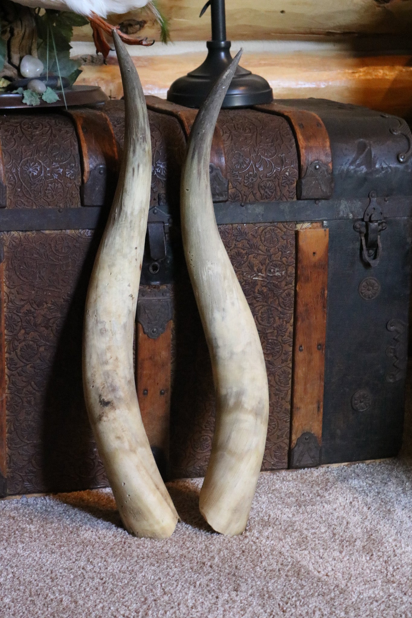 Pair of Authentic Bull Horns