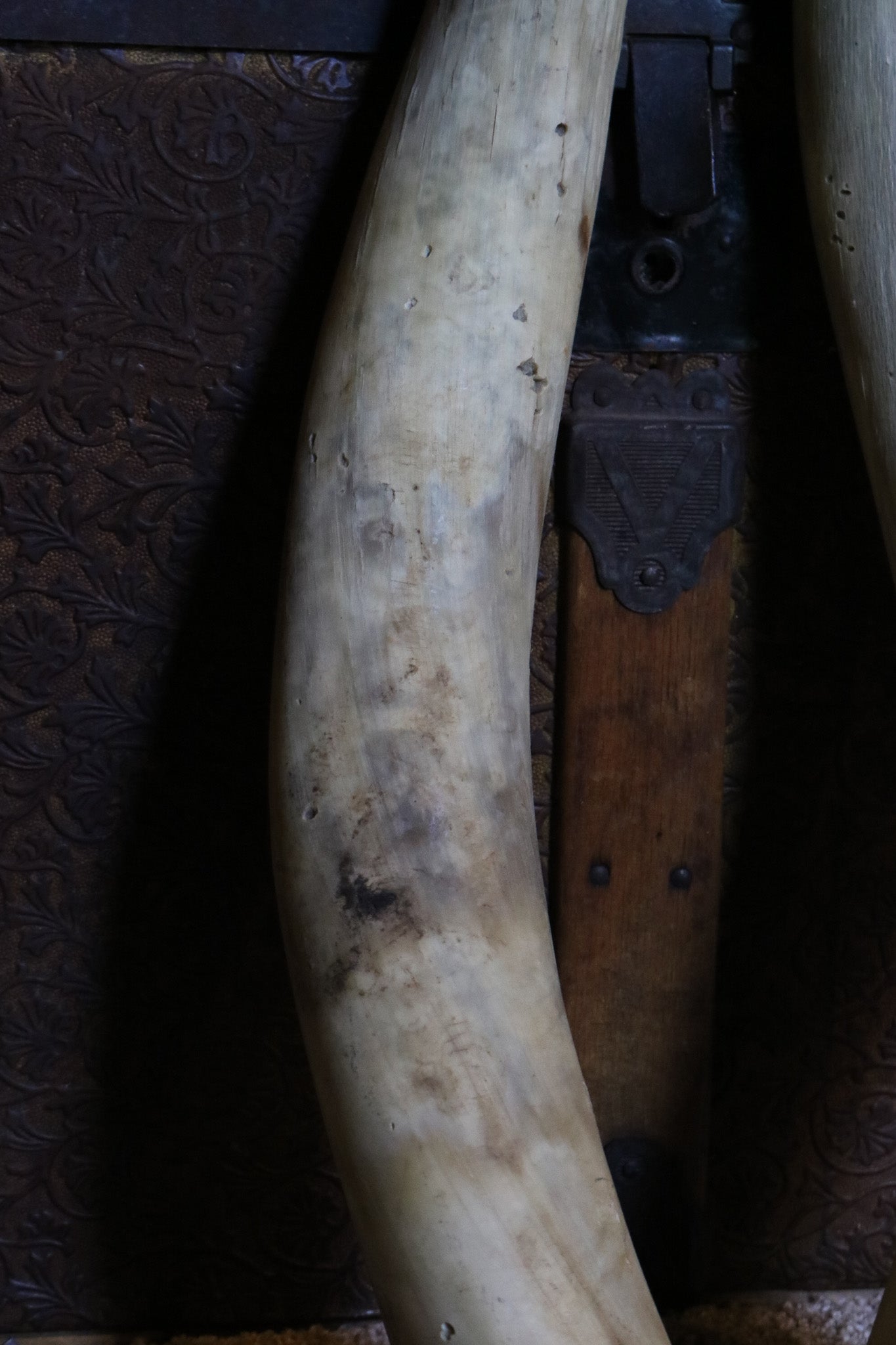 Pair of Authentic Bull Horns