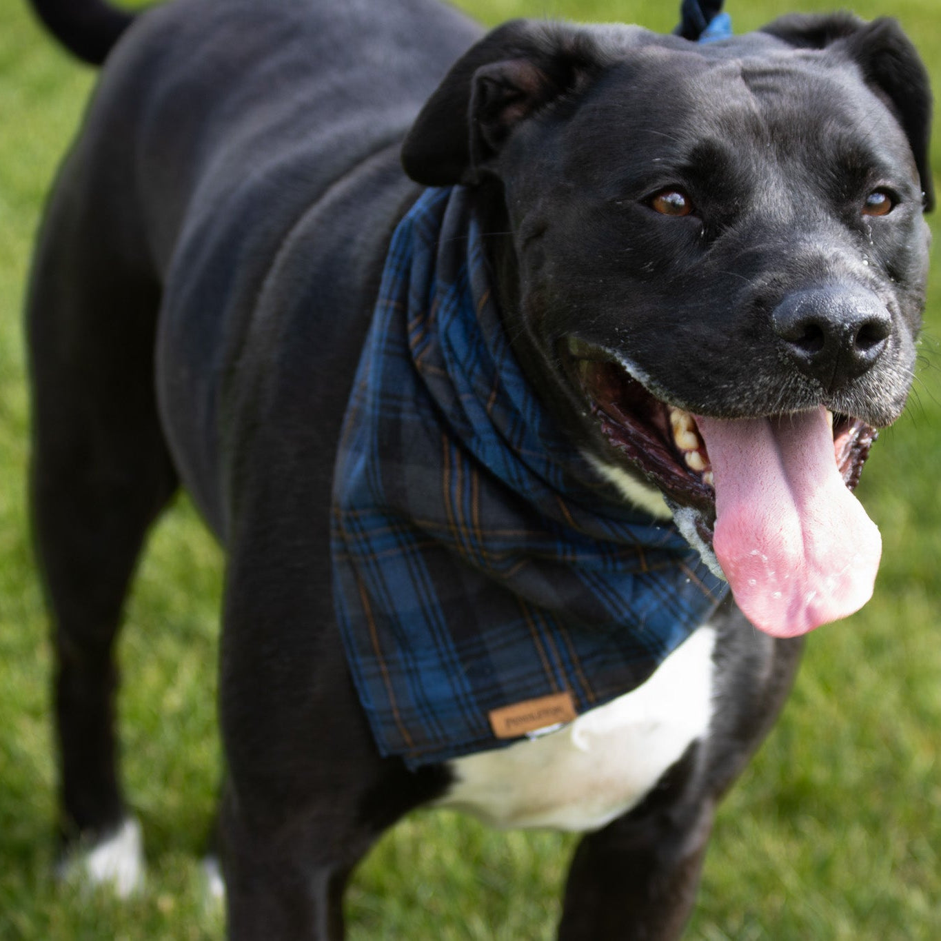 Pendleton Pet Gift Set of 3 classic plaid bandanas